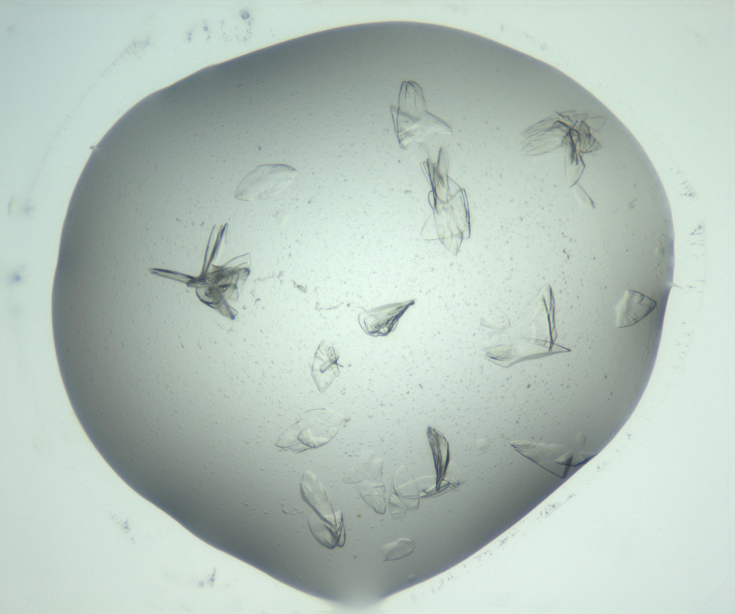 RI01_03_000_0212_Proj1_Clon1_MC_0000MC103074_002_161127_08_05_02_00_99_002_001_RAI.jpg