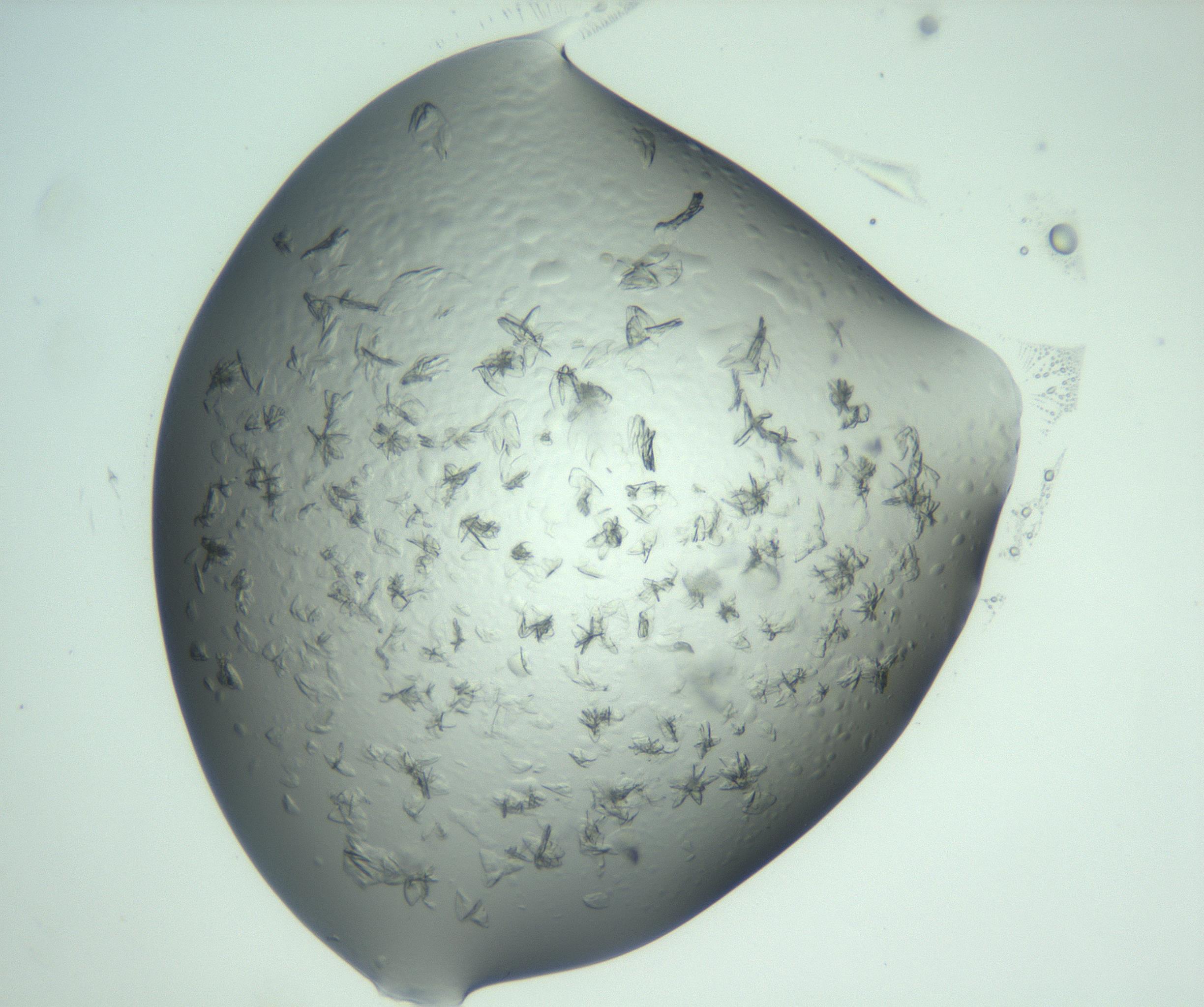 RI01_03_000_0212_Proj1_Clon1_MC_0000MC103074_002_161127_08_06_02_00_99_002_001_RAI.jpg