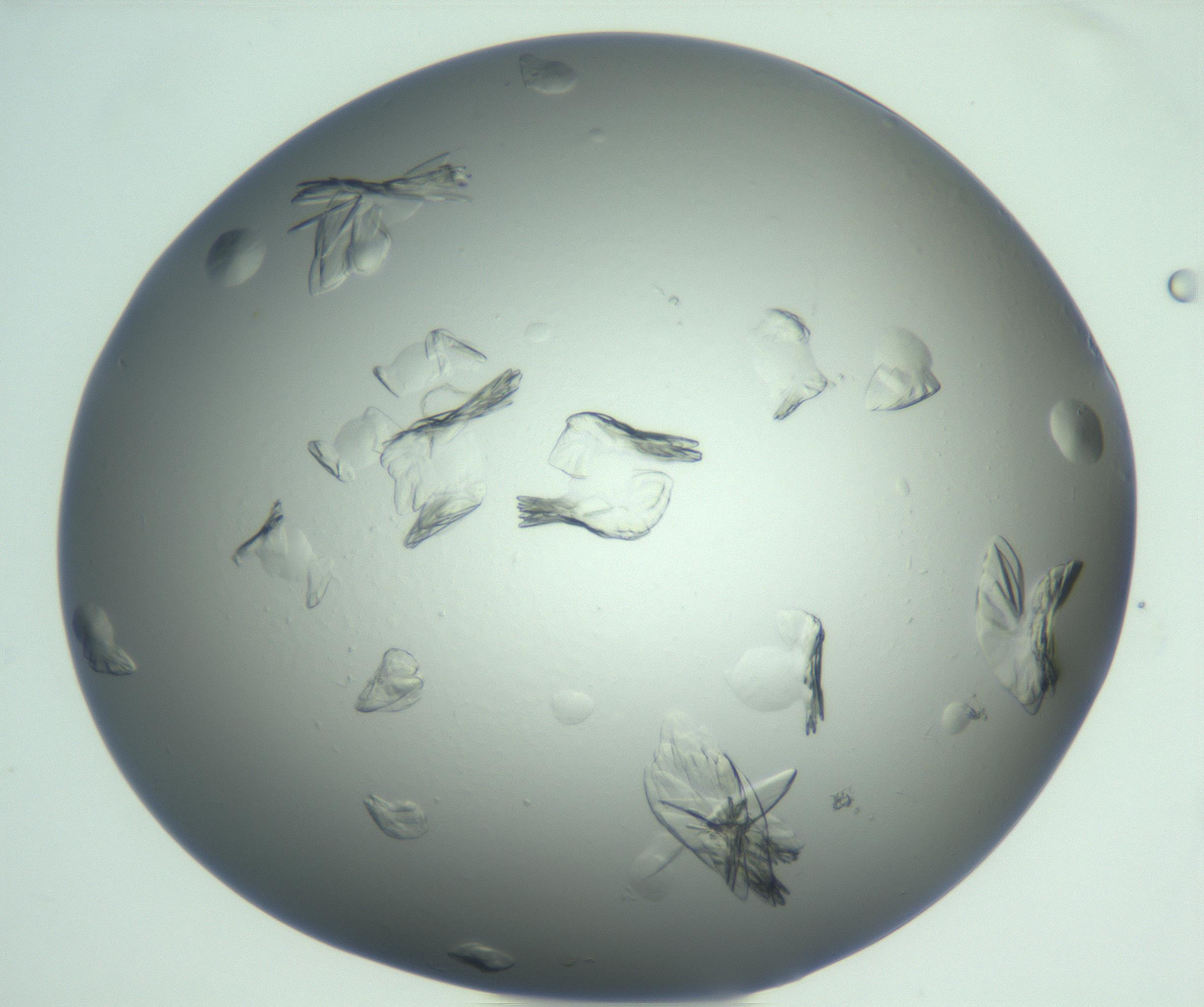 RI01_03_000_0212_Proj1_Clon1_MC_0000MC103074_002_161127_08_07_01_00_99_002_001_RAI.jpg