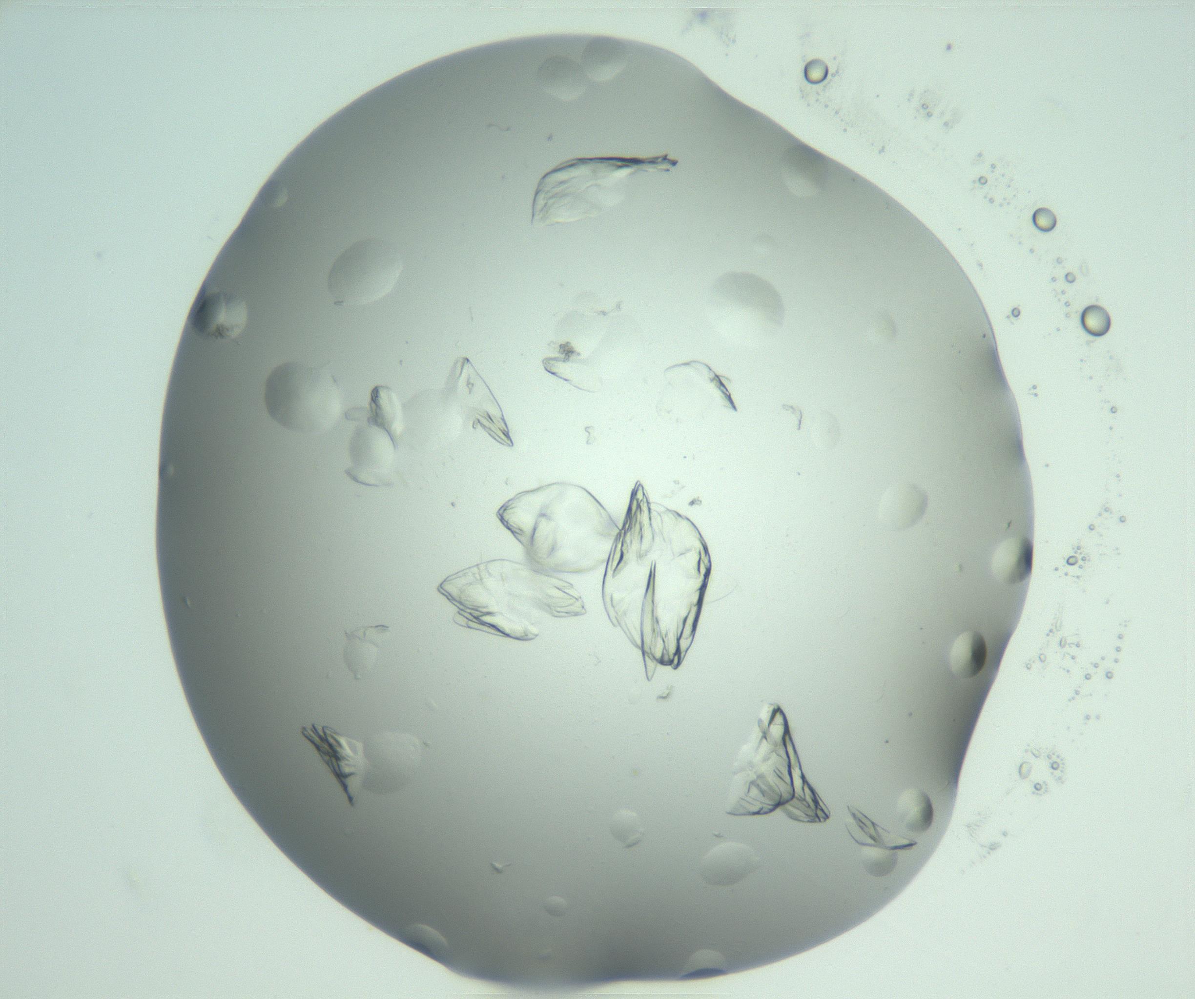 RI01_03_000_0212_Proj1_Clon1_MC_0000MC103074_002_161127_08_07_02_00_99_002_001_RAI.jpg