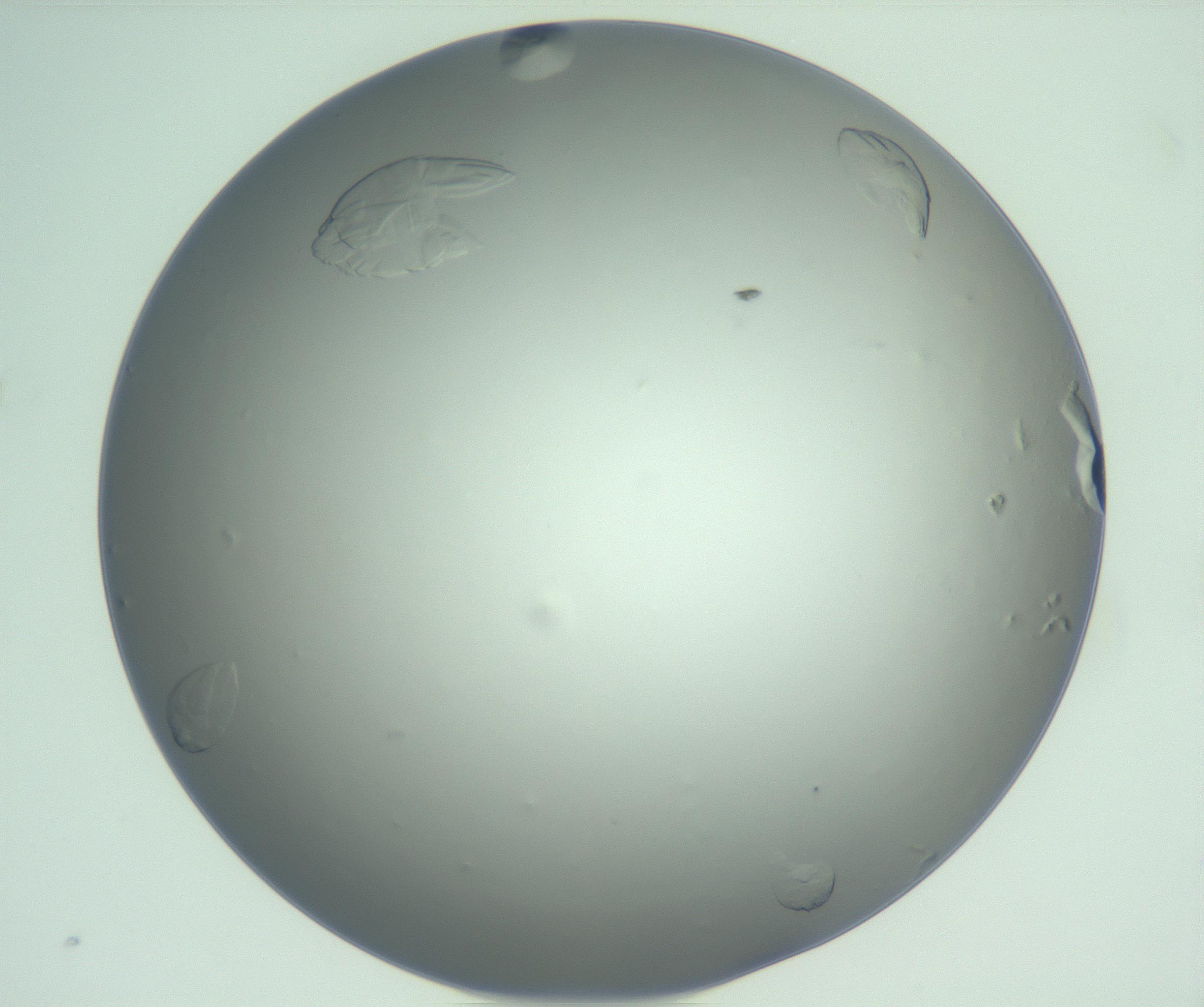 RI01_03_000_0212_Proj1_Clon1_MC_0000MC103074_002_161127_09_01_01_00_99_002_001_RAI.jpg