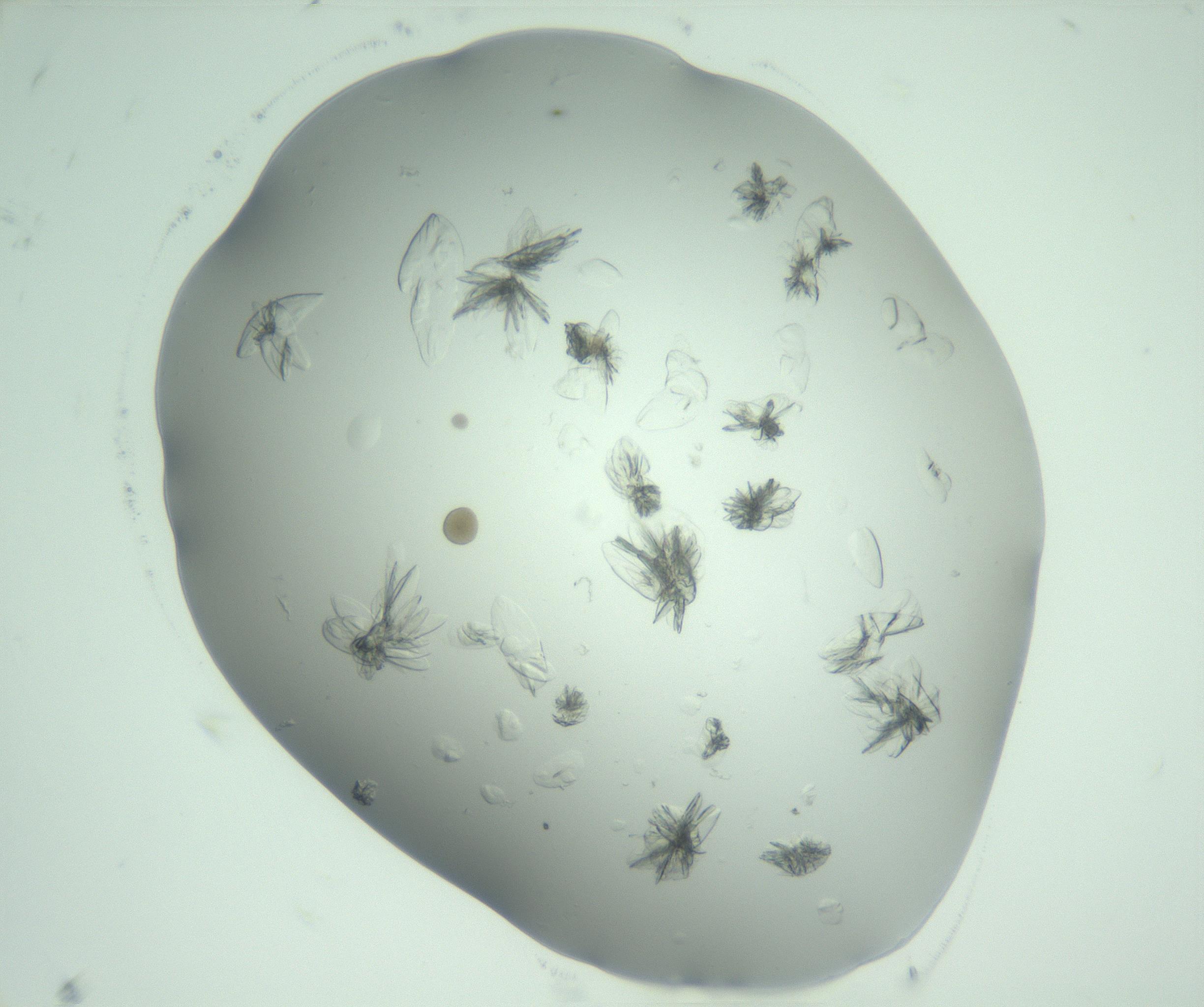 RI01_03_000_0212_Proj1_Clon1_MC_0000MC103074_002_161127_09_01_02_00_99_002_001_RAI.jpg