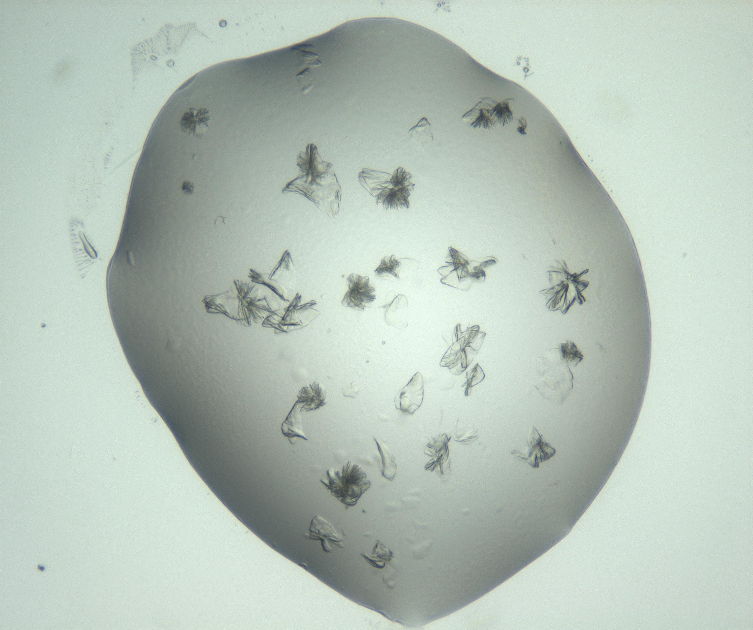 RI01_03_000_0212_Proj1_Clon1_MC_0000MC103074_002_161127_09_02_02_00_99_002_001_RAI.jpg