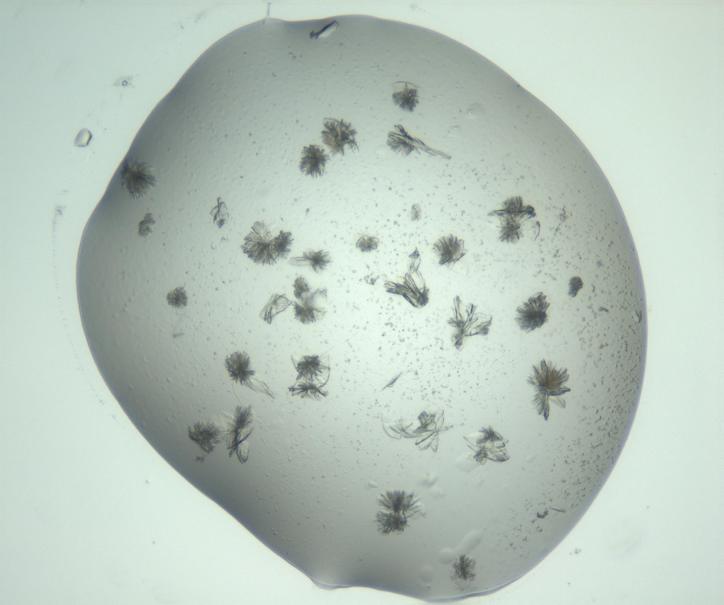 RI01_03_000_0212_Proj1_Clon1_MC_0000MC103074_002_161127_09_03_02_00_99_002_001_RAI.jpg