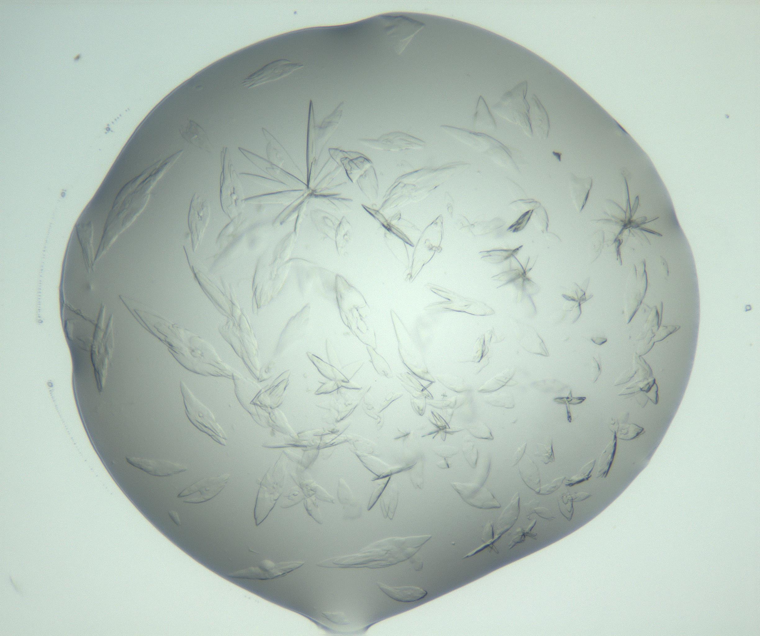 RI01_03_000_0212_Proj1_Clon1_MC_0000MC103074_002_161127_09_04_02_00_99_002_001_RAI.jpg