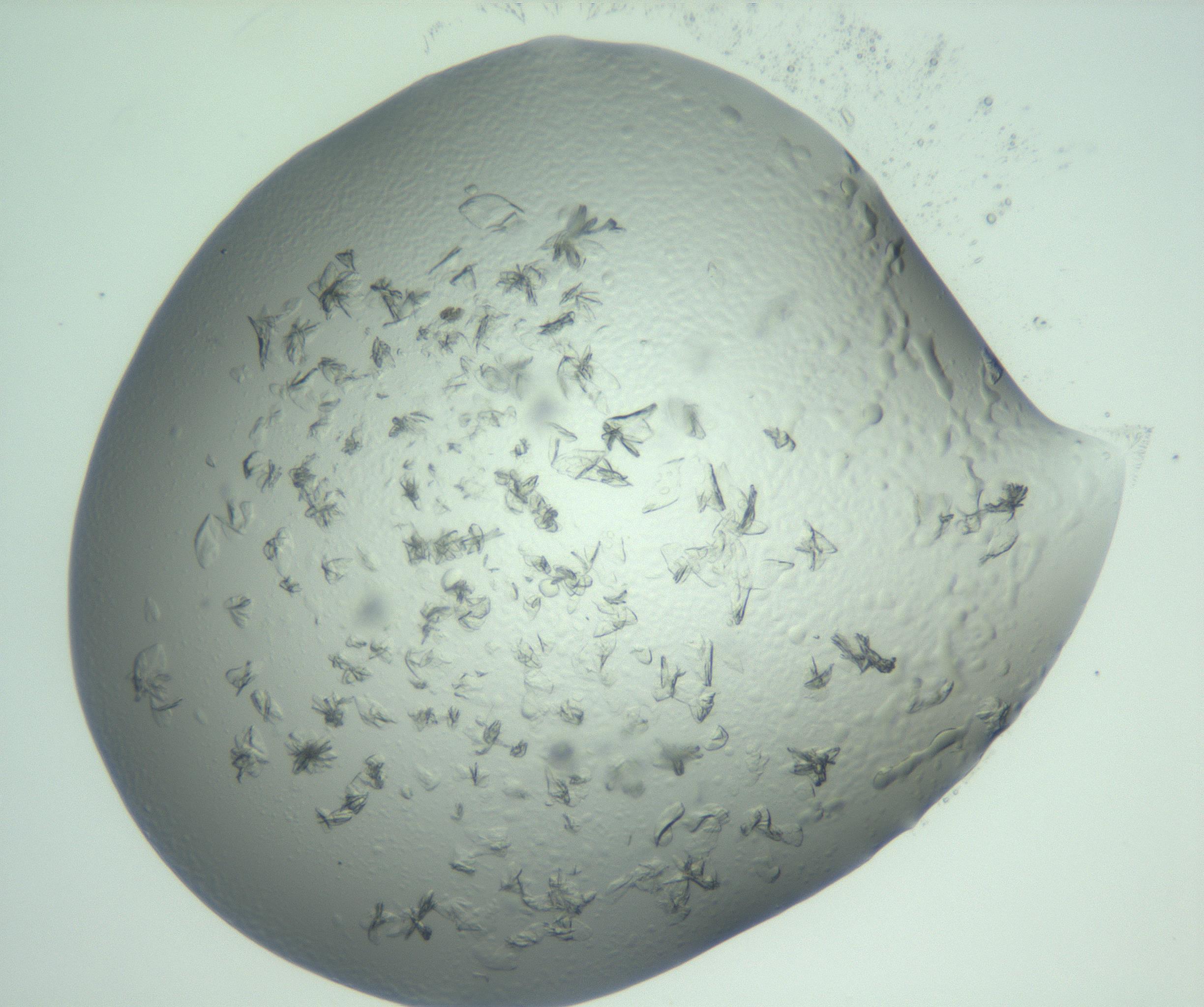 RI01_03_000_0212_Proj1_Clon1_MC_0000MC103074_002_161127_09_08_02_00_99_002_001_RAI.jpg
