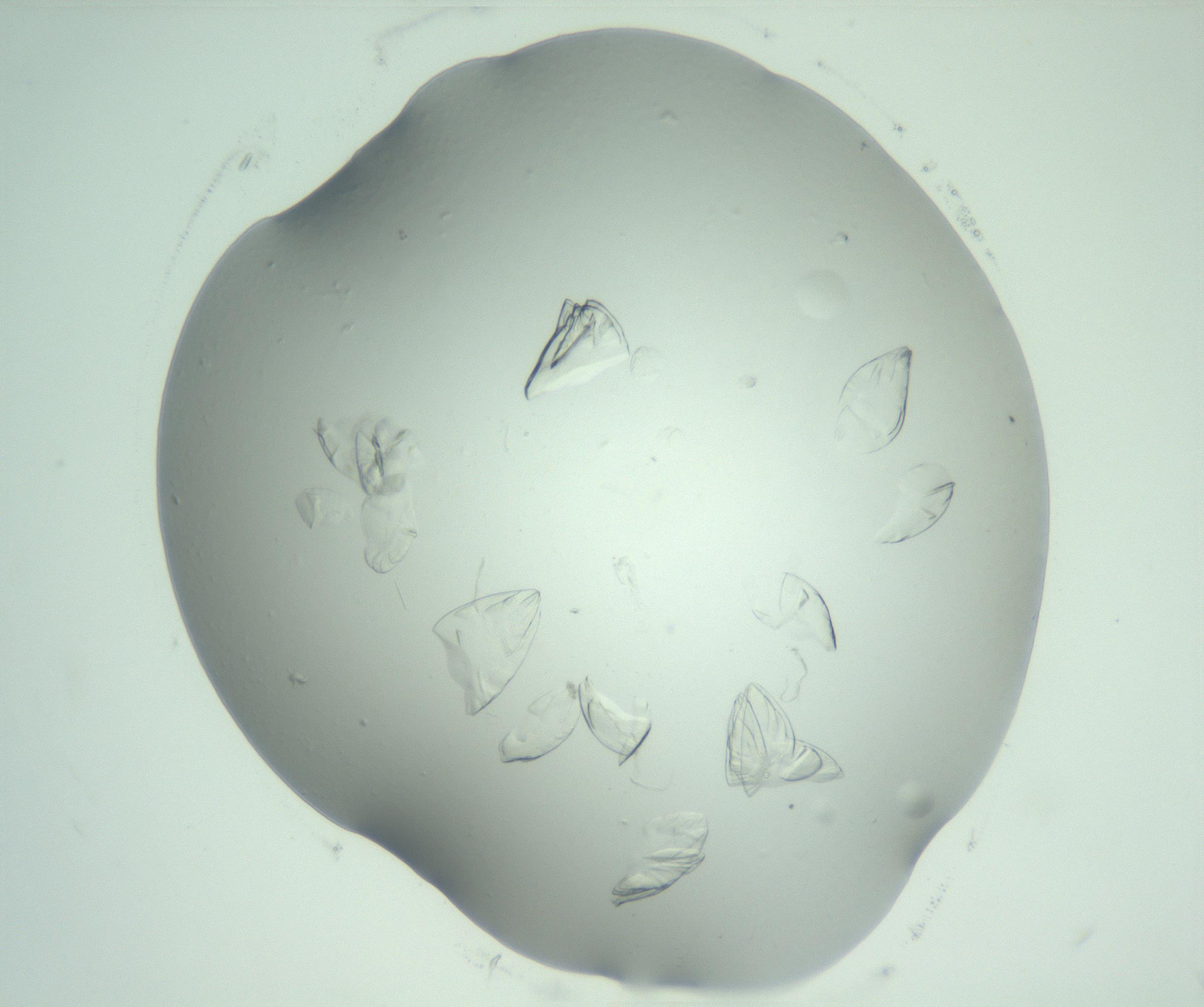 RI01_03_000_0212_Proj1_Clon1_MC_0000MC103074_002_161127_10_01_02_00_99_002_001_RAI.jpg