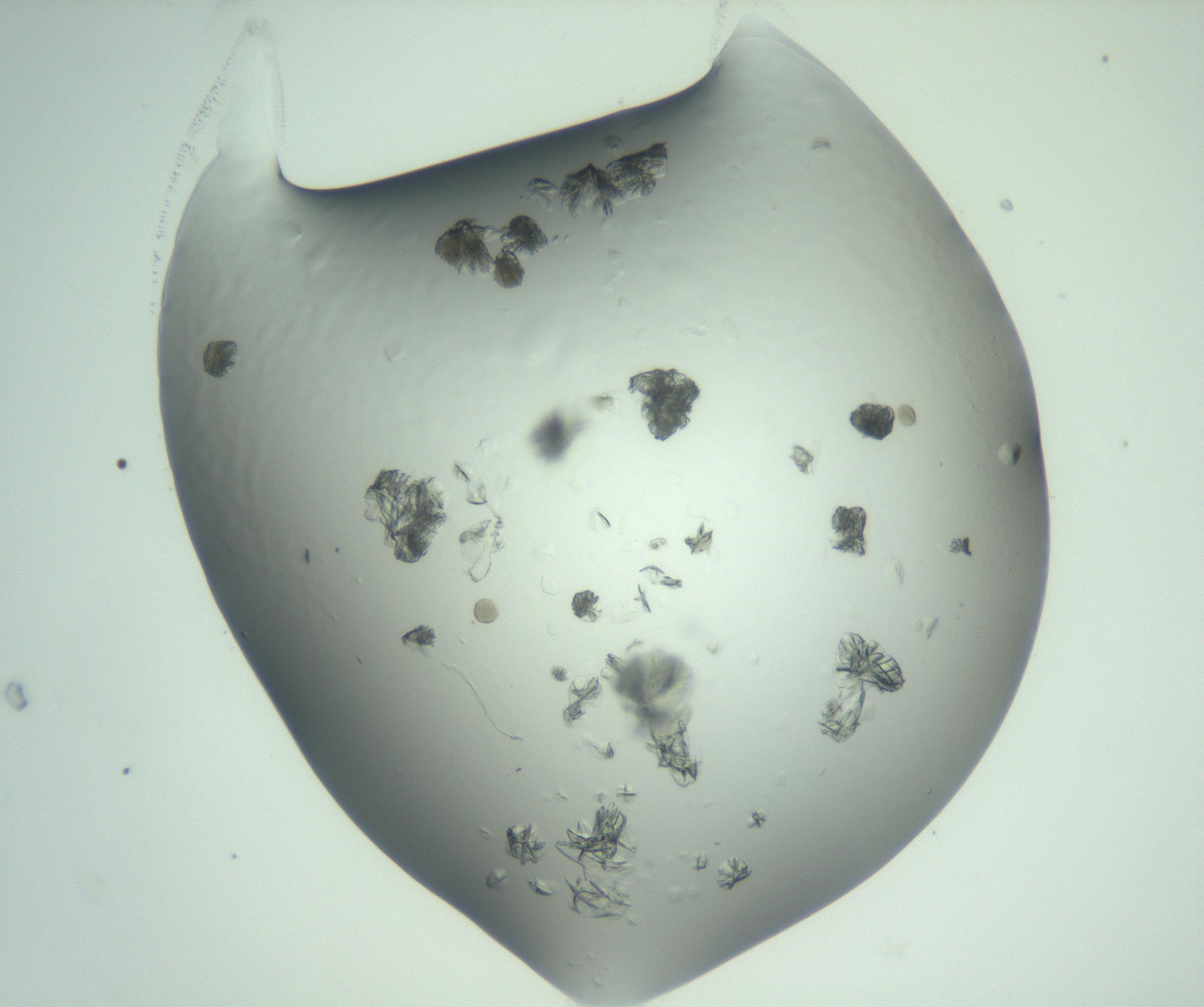 RI01_03_000_0212_Proj1_Clon1_MC_0000MC103074_002_161127_10_02_02_00_99_002_001_RAI.jpg