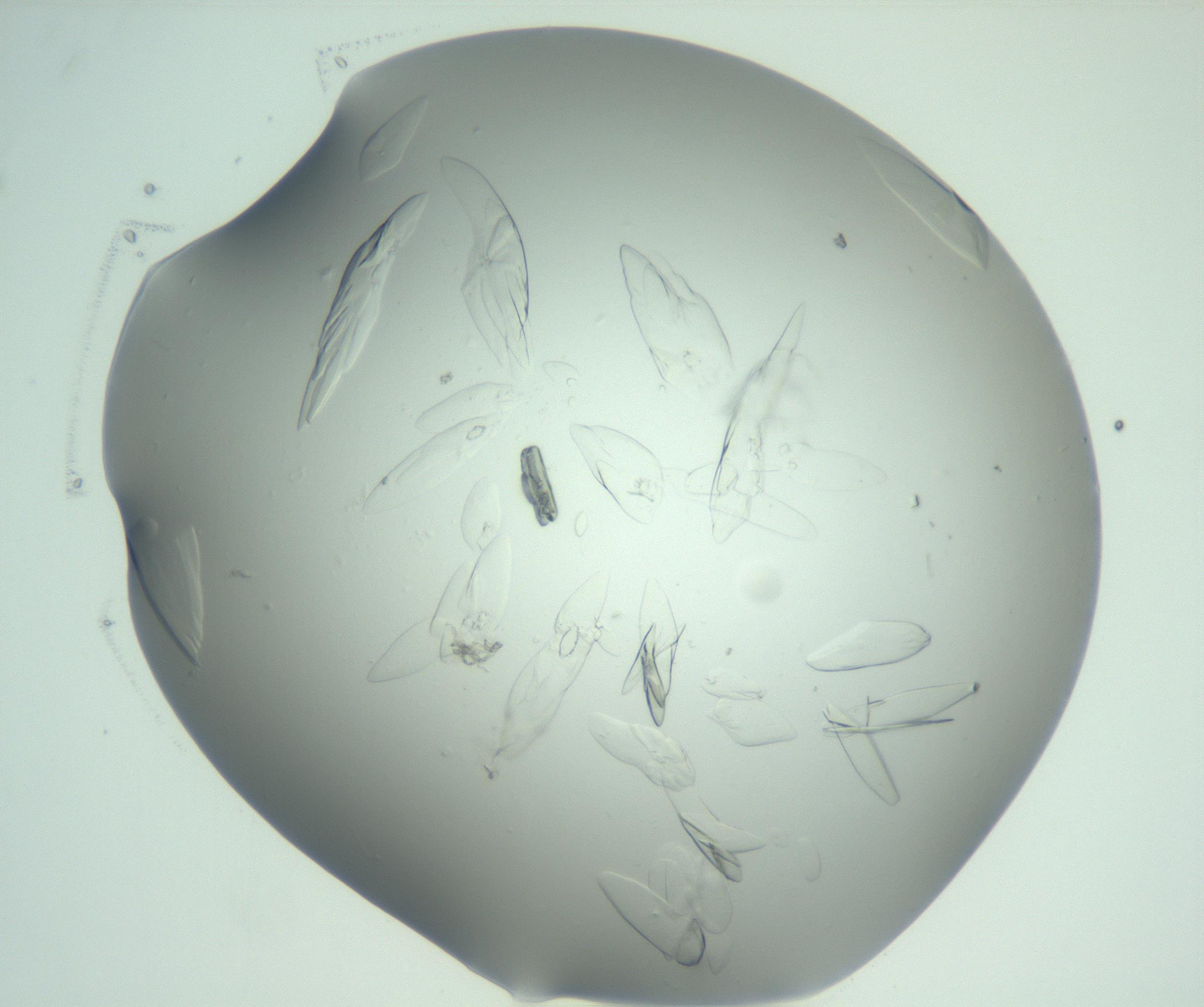 RI01_03_000_0212_Proj1_Clon1_MC_0000MC103074_002_161127_10_03_02_00_99_002_001_RAI.jpg