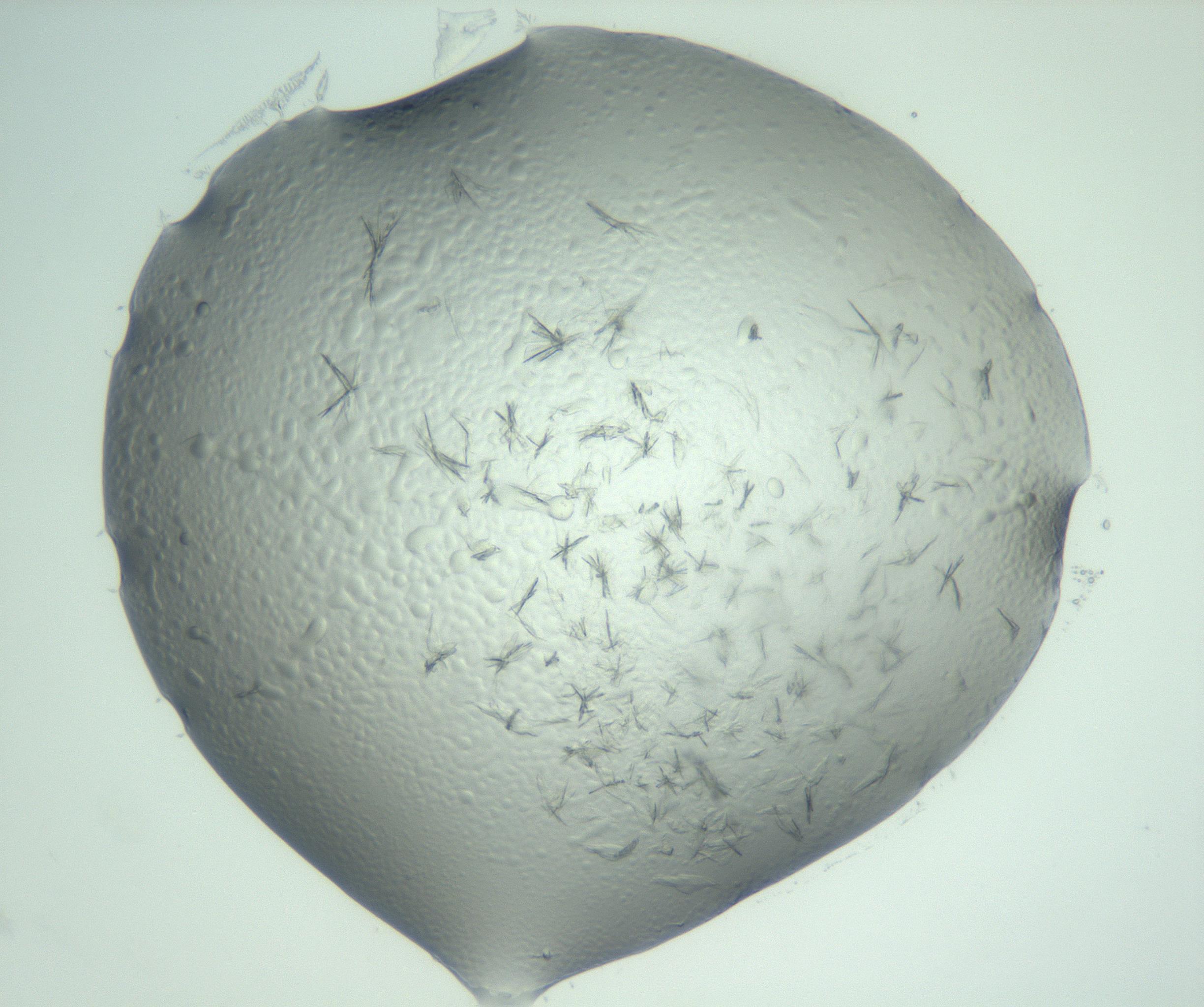 RI01_03_000_0212_Proj1_Clon1_MC_0000MC103074_002_161127_10_04_02_00_99_002_001_RAI.jpg