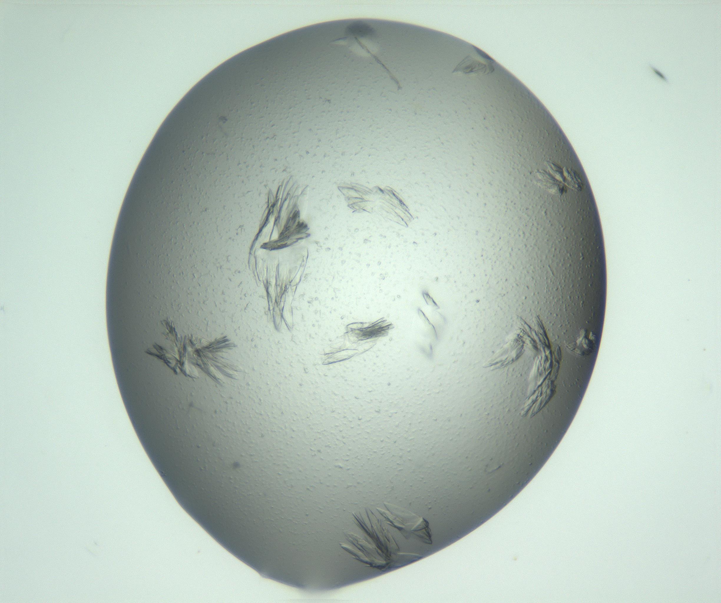 RI01_03_000_0212_Proj1_Clon1_MC_0000MC103074_002_161127_10_05_01_00_99_002_001_RAI.jpg
