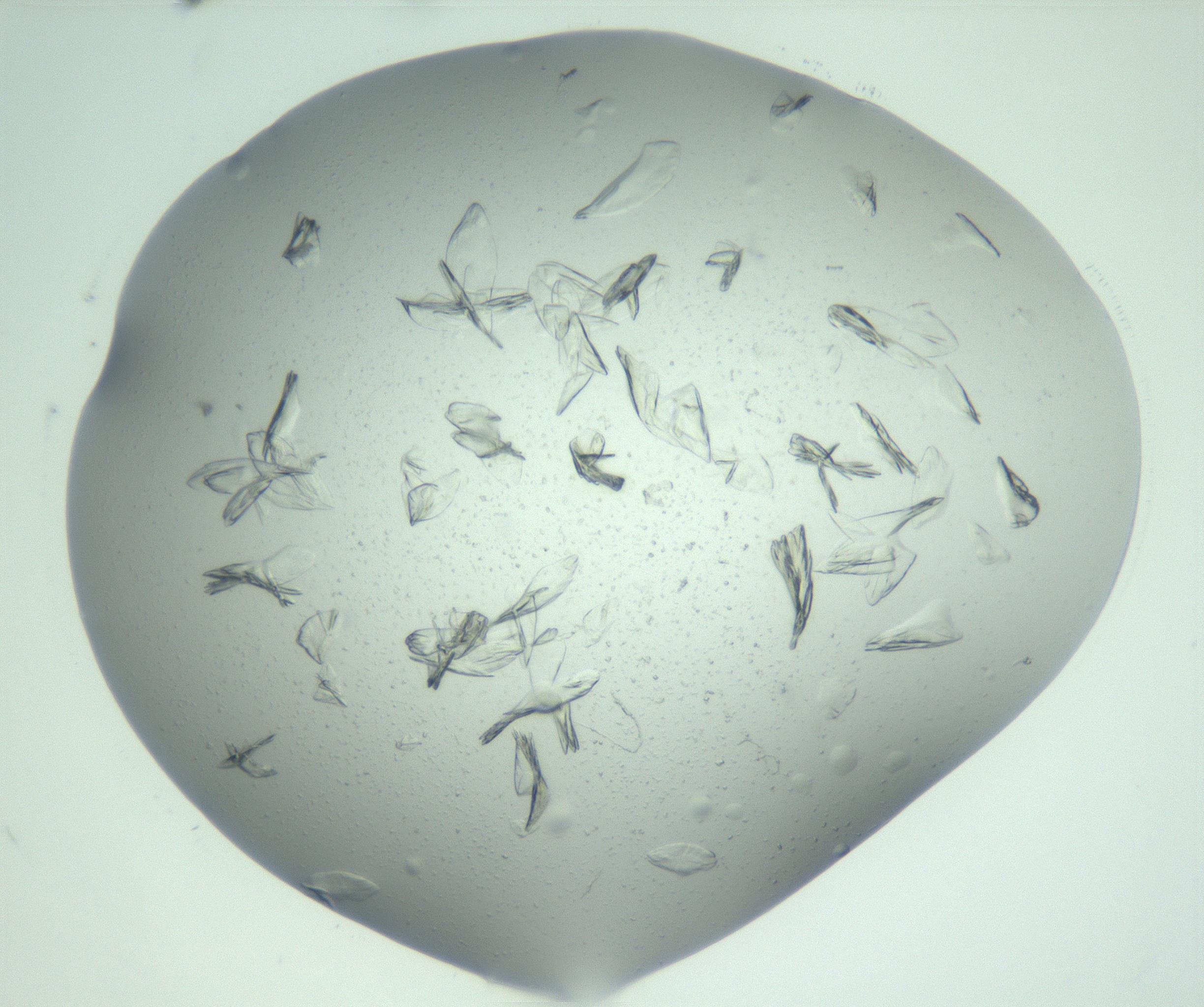 RI01_03_000_0212_Proj1_Clon1_MC_0000MC103074_002_161127_10_05_02_00_99_002_001_RAI.jpg