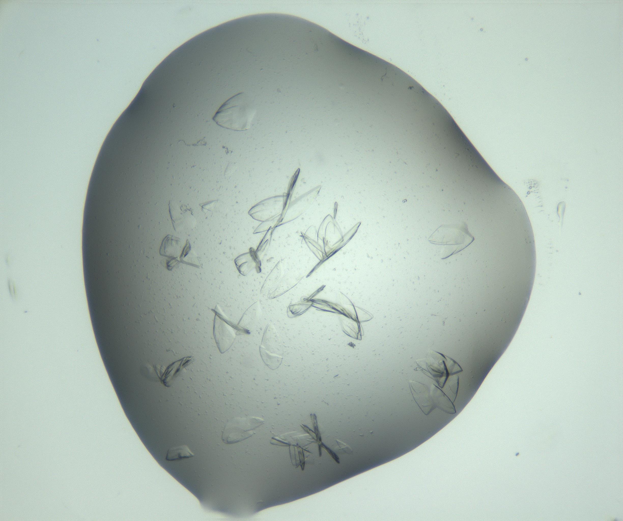 RI01_03_000_0212_Proj1_Clon1_MC_0000MC103074_002_161127_10_06_02_00_99_002_001_RAI.jpg
