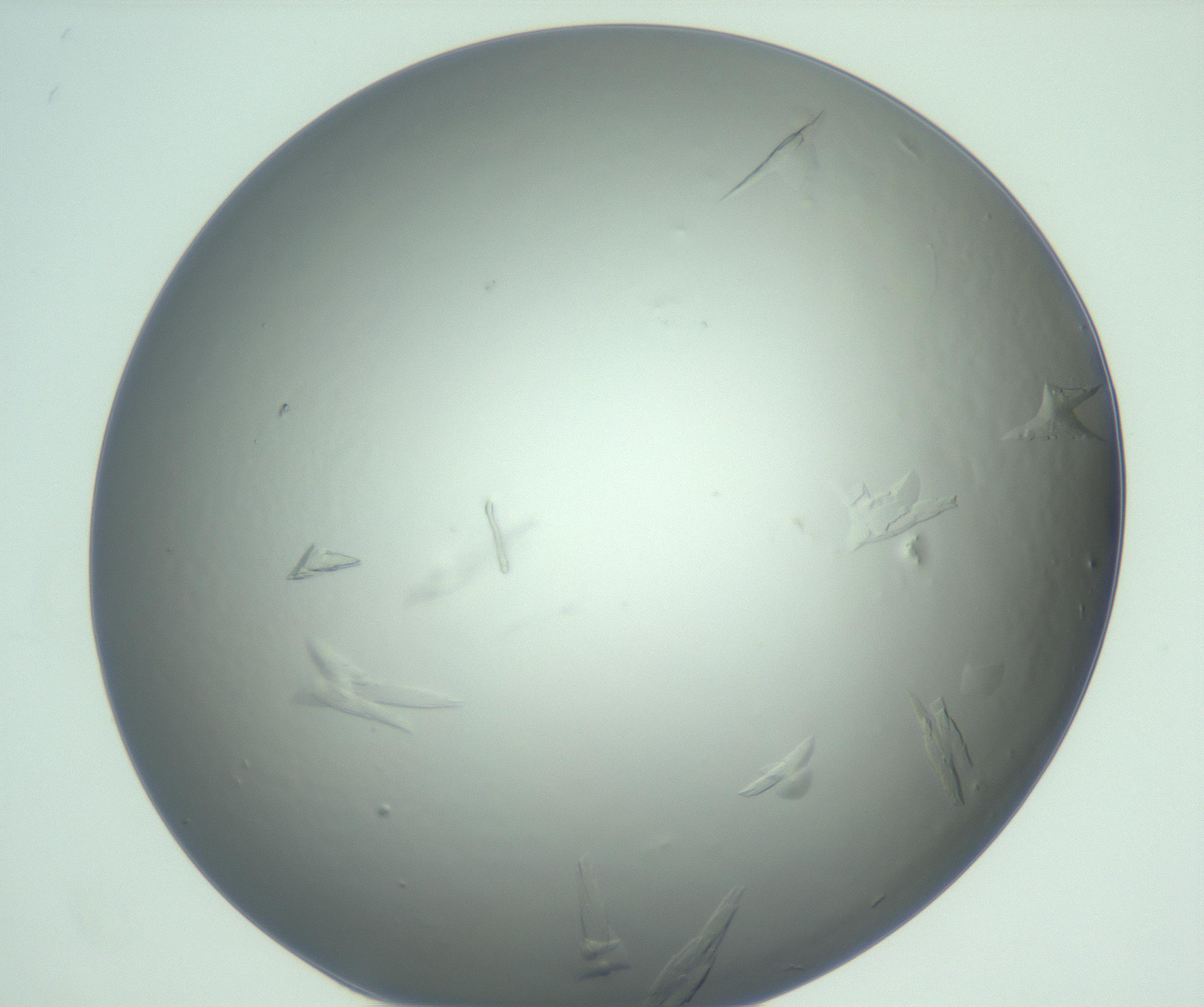 RI01_03_000_0212_Proj1_Clon1_MC_0000MC103074_002_161127_10_08_01_00_99_002_001_RAI.jpg