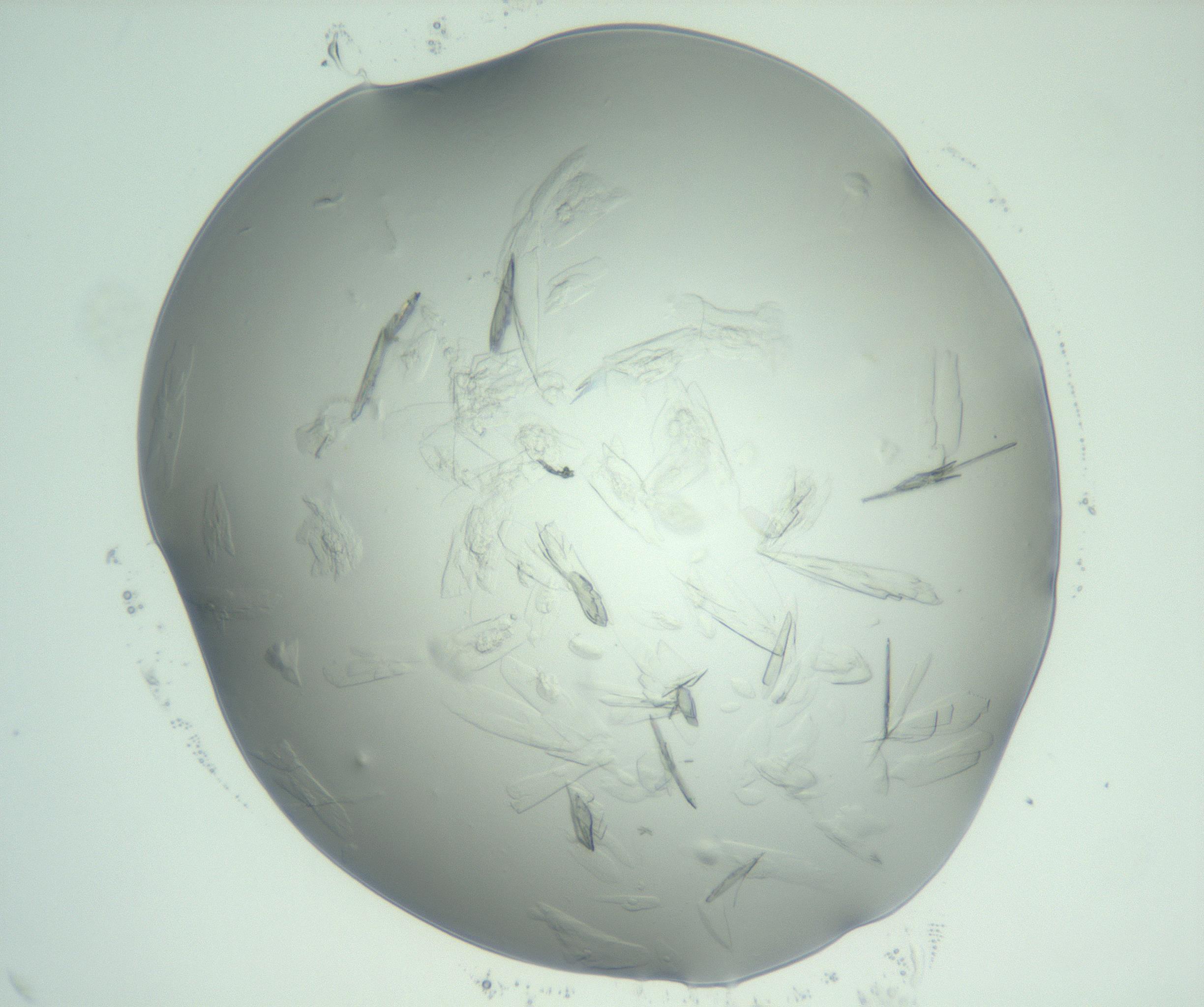 RI01_03_000_0212_Proj1_Clon1_MC_0000MC103074_002_161127_11_01_02_00_99_002_001_RAI.jpg