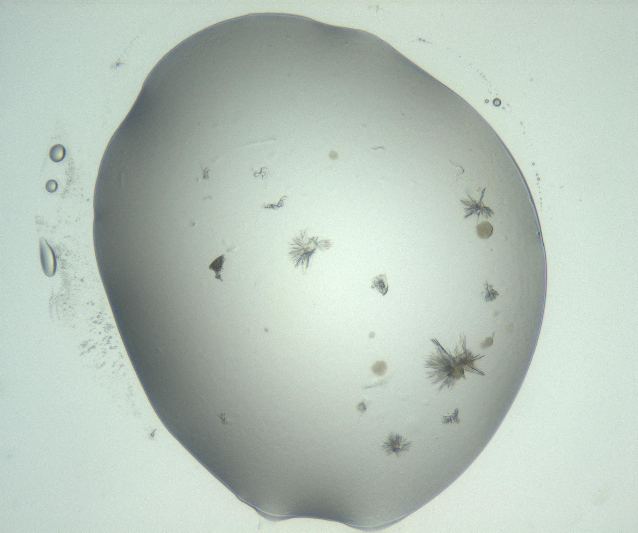 RI01_03_000_0212_Proj1_Clon1_MC_0000MC103074_002_161127_11_03_02_00_99_002_001_RAI.jpg