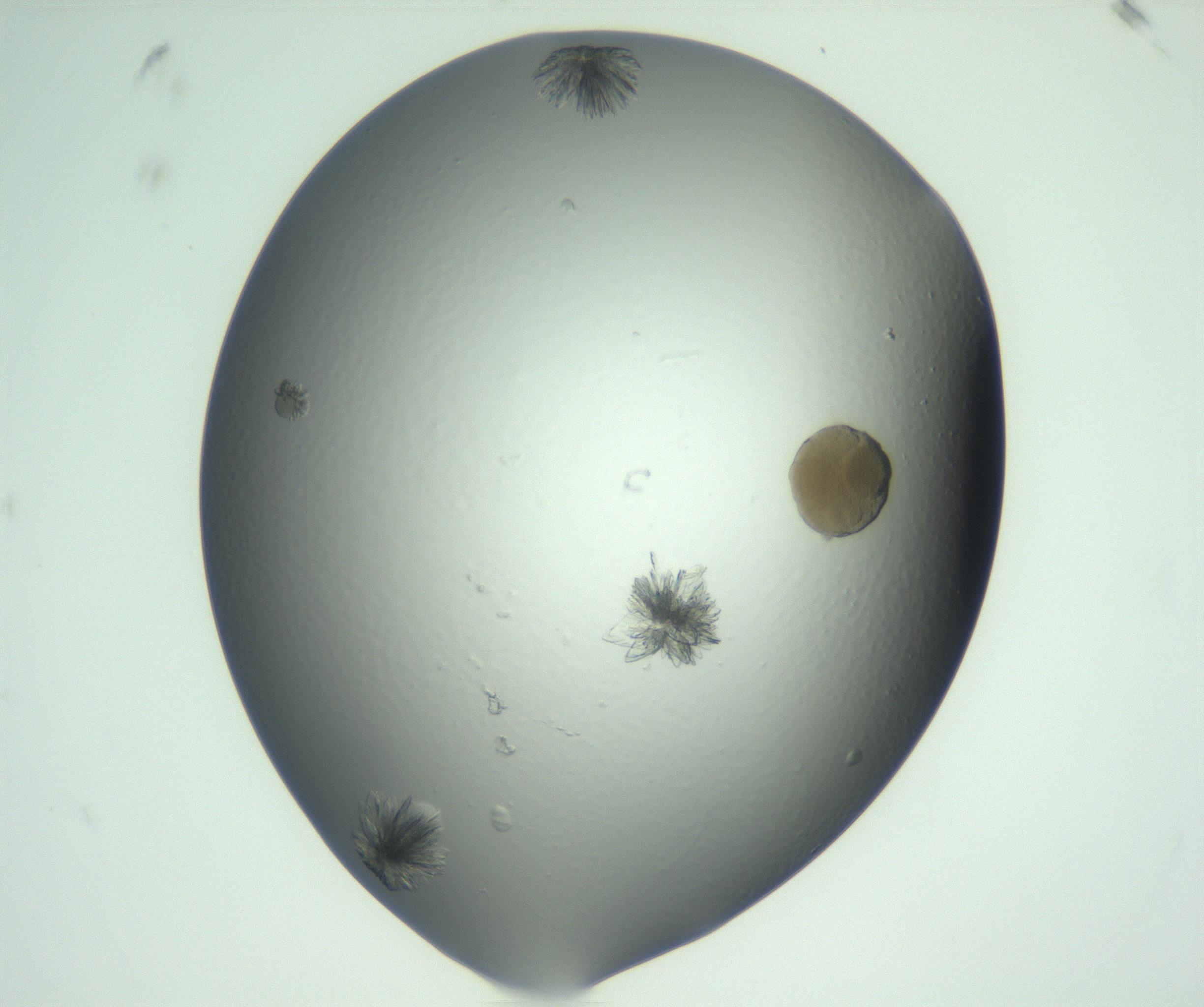 RI01_03_000_0212_Proj1_Clon1_MC_0000MC103074_002_161127_11_05_01_00_99_002_001_RAI.jpg