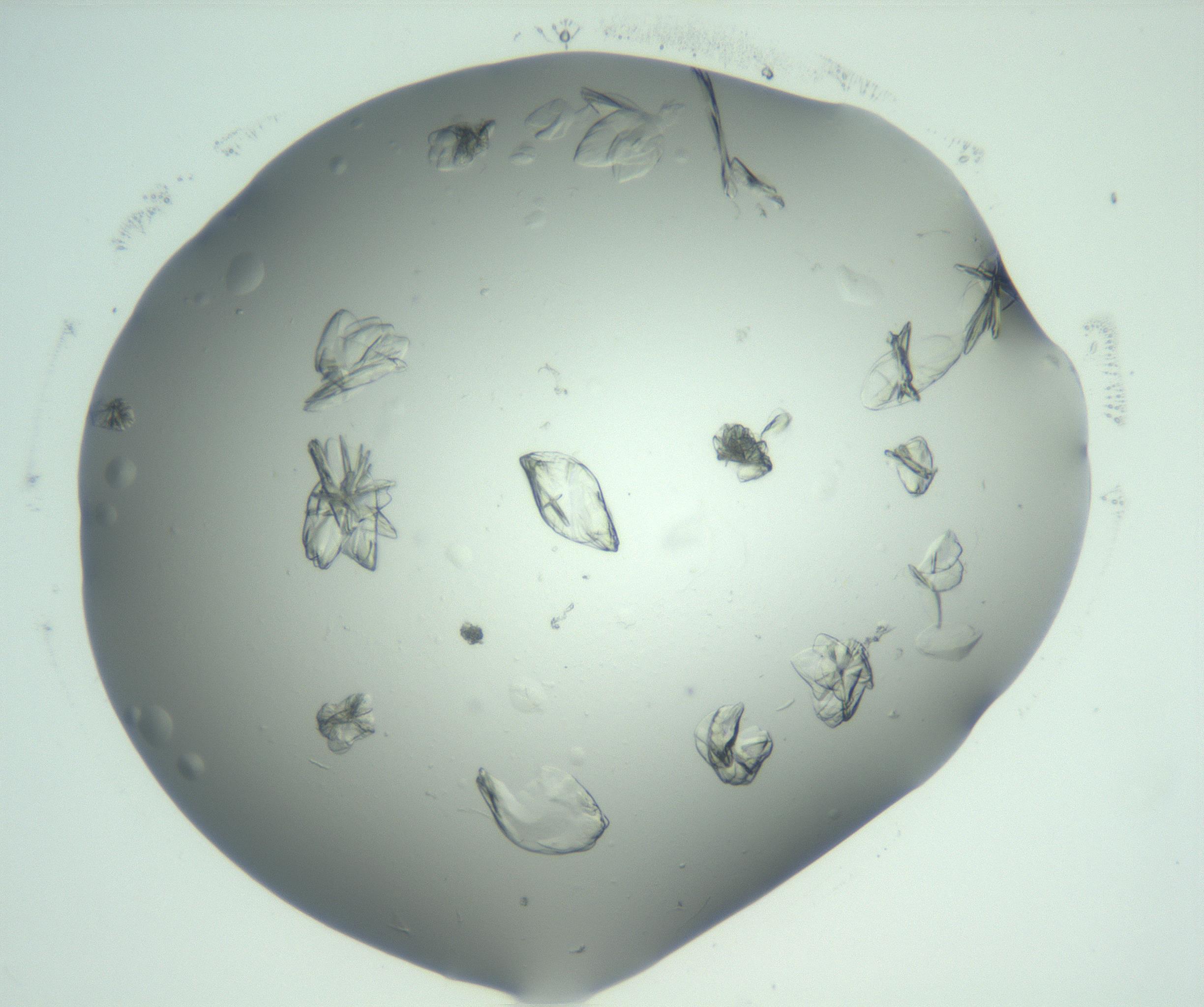 RI01_03_000_0212_Proj1_Clon1_MC_0000MC103074_002_161127_11_05_02_00_99_002_001_RAI.jpg