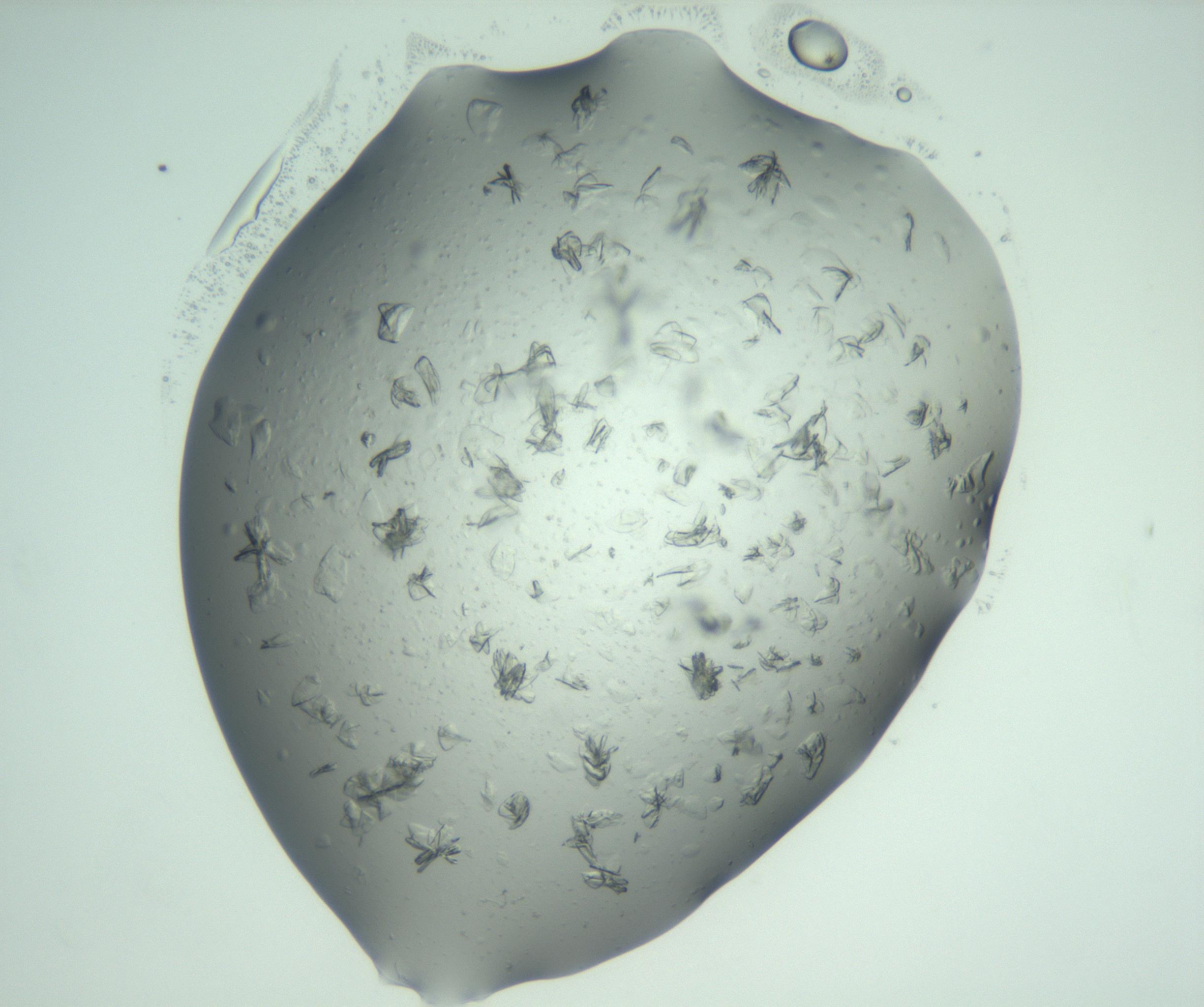 RI01_03_000_0212_Proj1_Clon1_MC_0000MC103074_002_161127_11_06_02_00_99_002_001_RAI.jpg