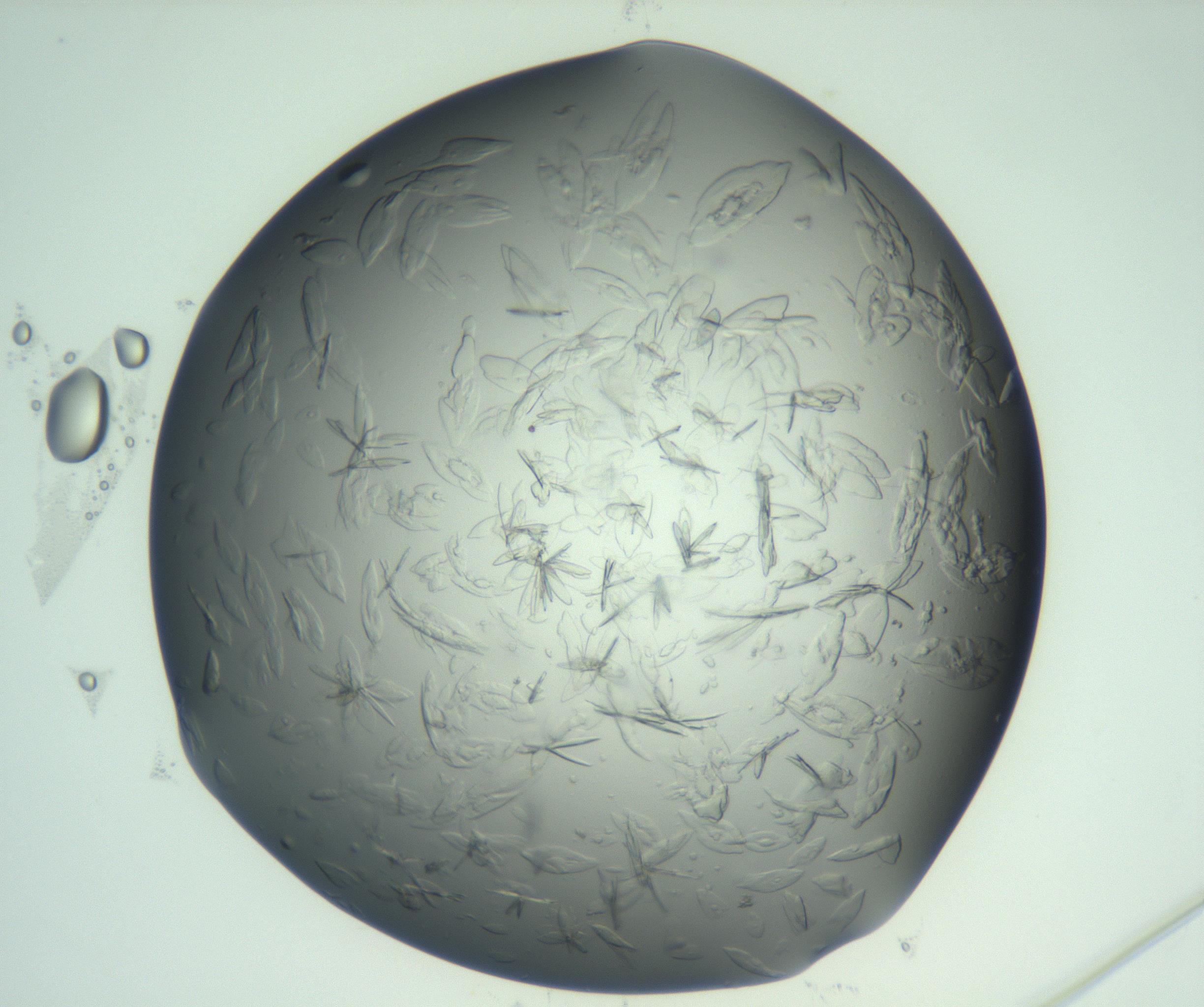 RI01_03_000_0212_Proj1_Clon1_MC_0000MC103074_002_161127_12_01_02_00_99_002_001_RAI.jpg