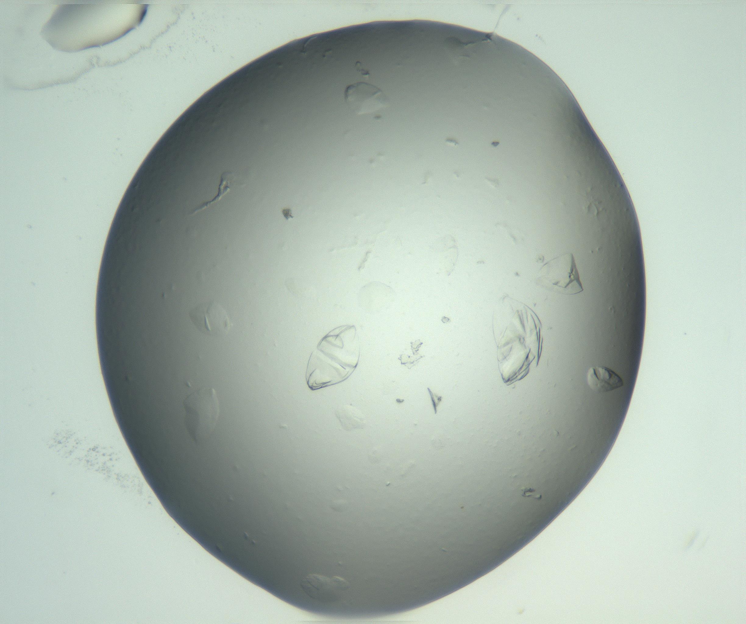 RI01_03_000_0212_Proj1_Clon1_MC_0000MC103074_002_161127_12_02_02_00_99_002_001_RAI.jpg