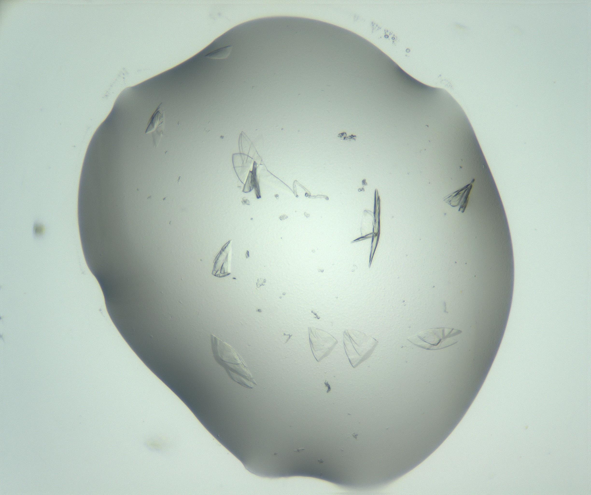 RI01_03_000_0212_Proj1_Clon1_MC_0000MC103074_002_161127_12_03_02_00_99_002_001_RAI.jpg