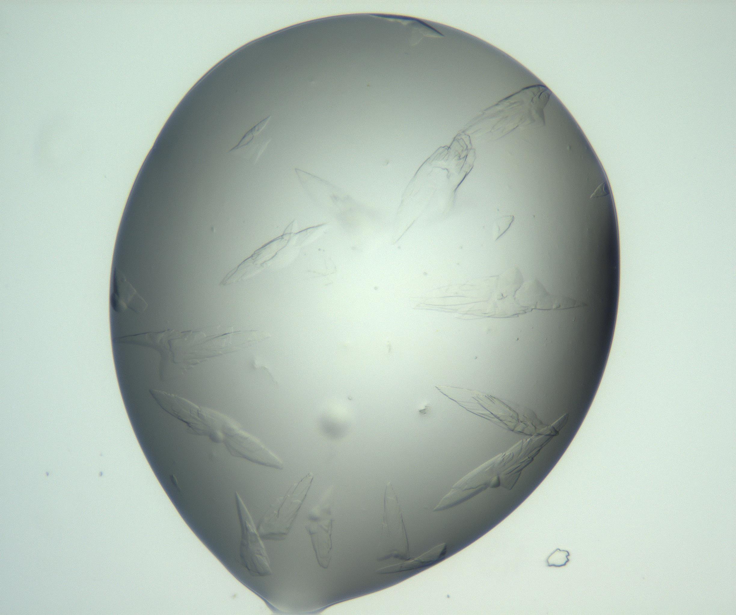 RI01_03_000_0212_Proj1_Clon1_MC_0000MC103074_002_161127_12_04_01_00_99_002_001_RAI.jpg