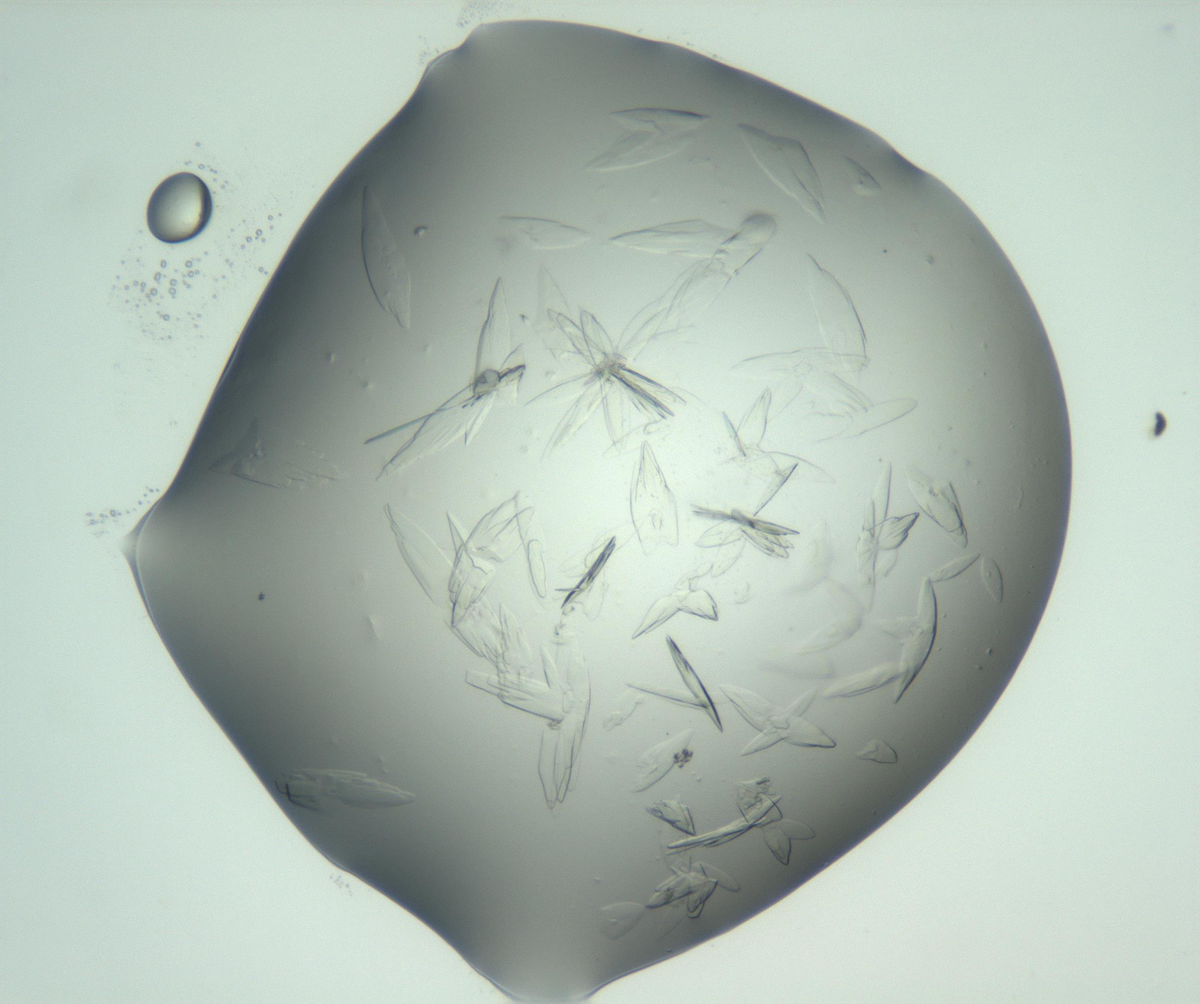 RI01_03_000_0212_Proj1_Clon1_MC_0000MC103074_002_161127_12_04_02_00_99_002_001_RAI.jpg