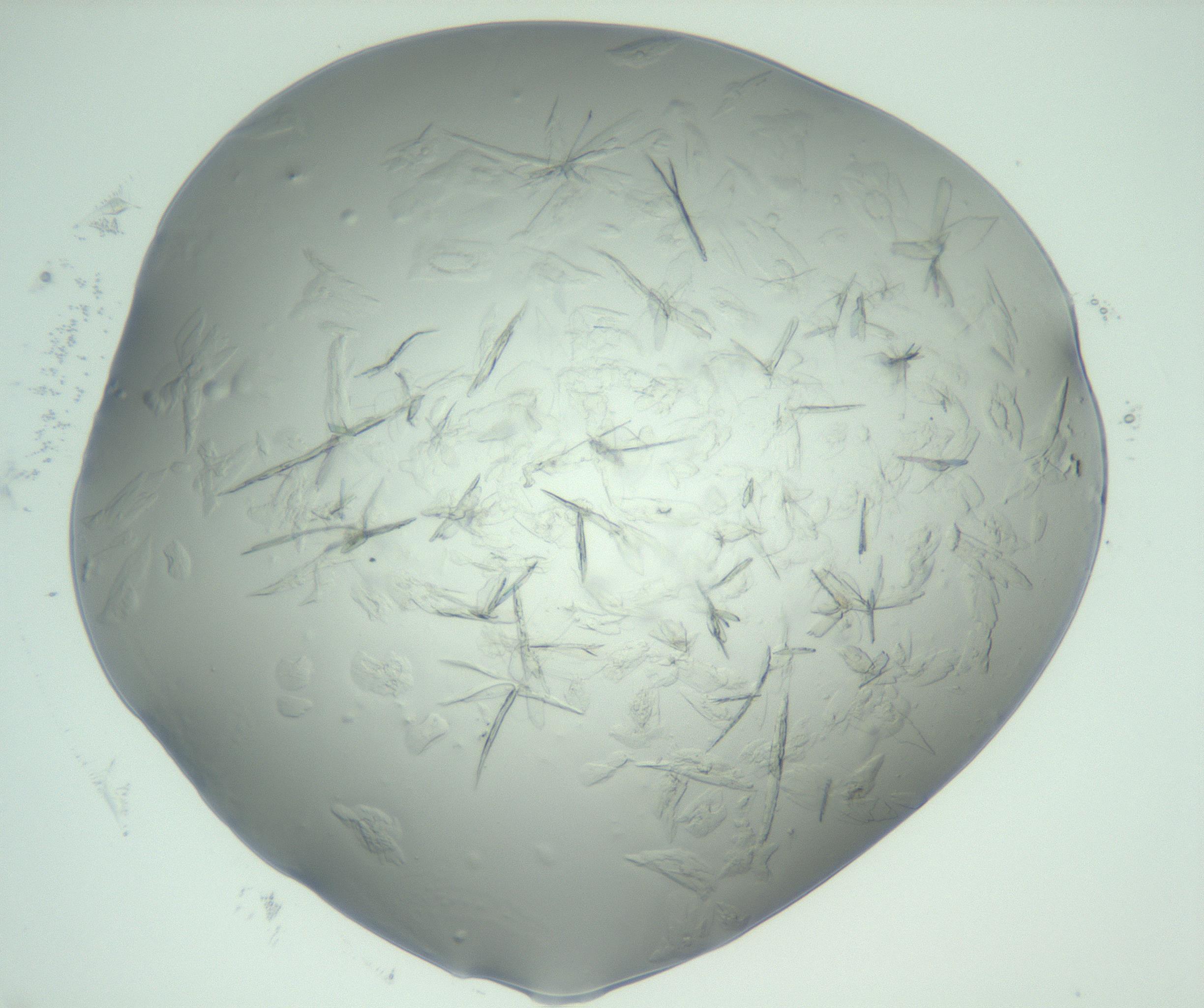 RI01_03_000_0212_Proj1_Clon1_MC_0000MC103074_002_161127_12_05_02_00_99_002_001_RAI.jpg