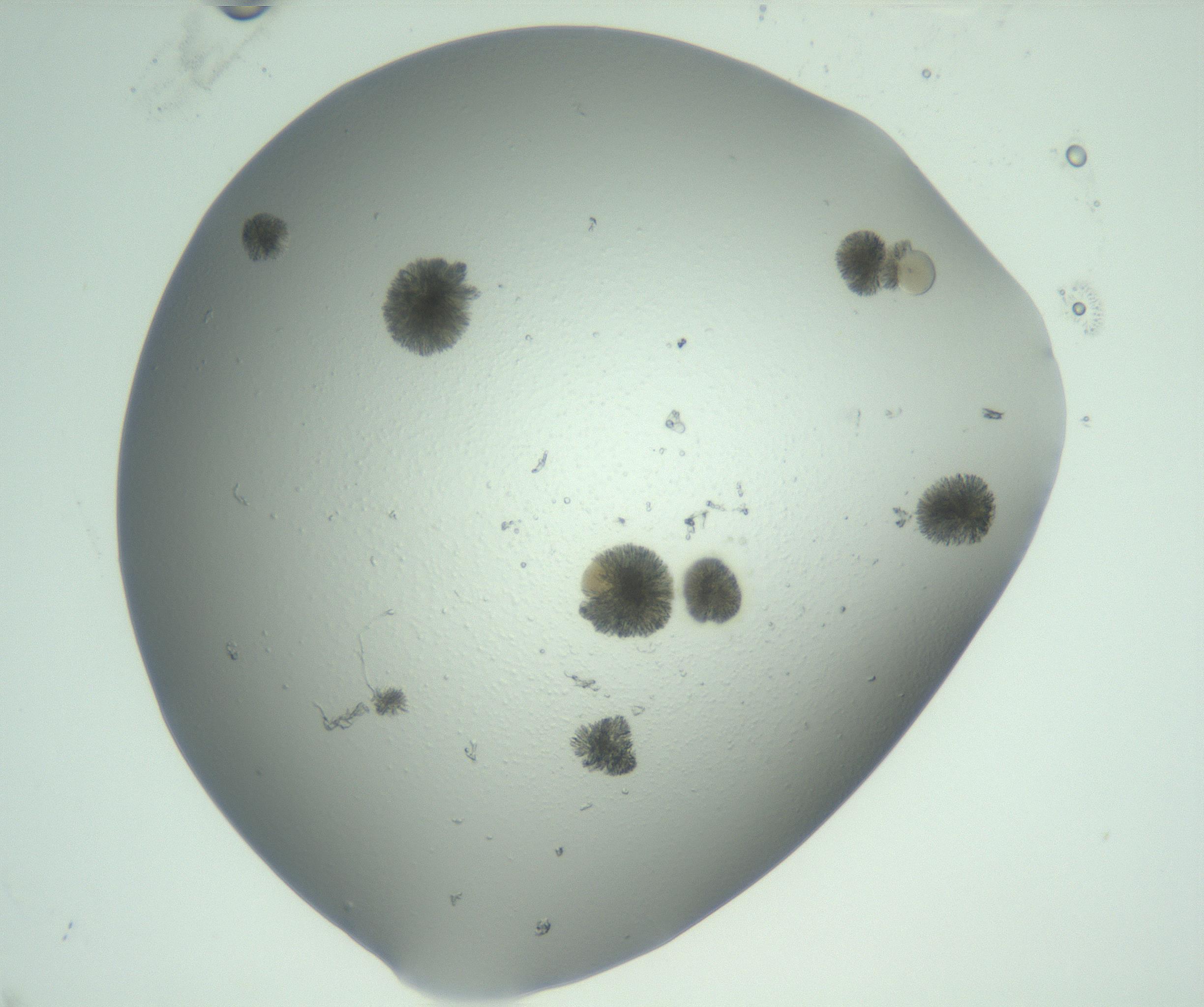 RI01_03_000_0212_Proj1_Clon1_MC_0000MC103074_002_161127_12_06_02_00_99_002_001_RAI.jpg