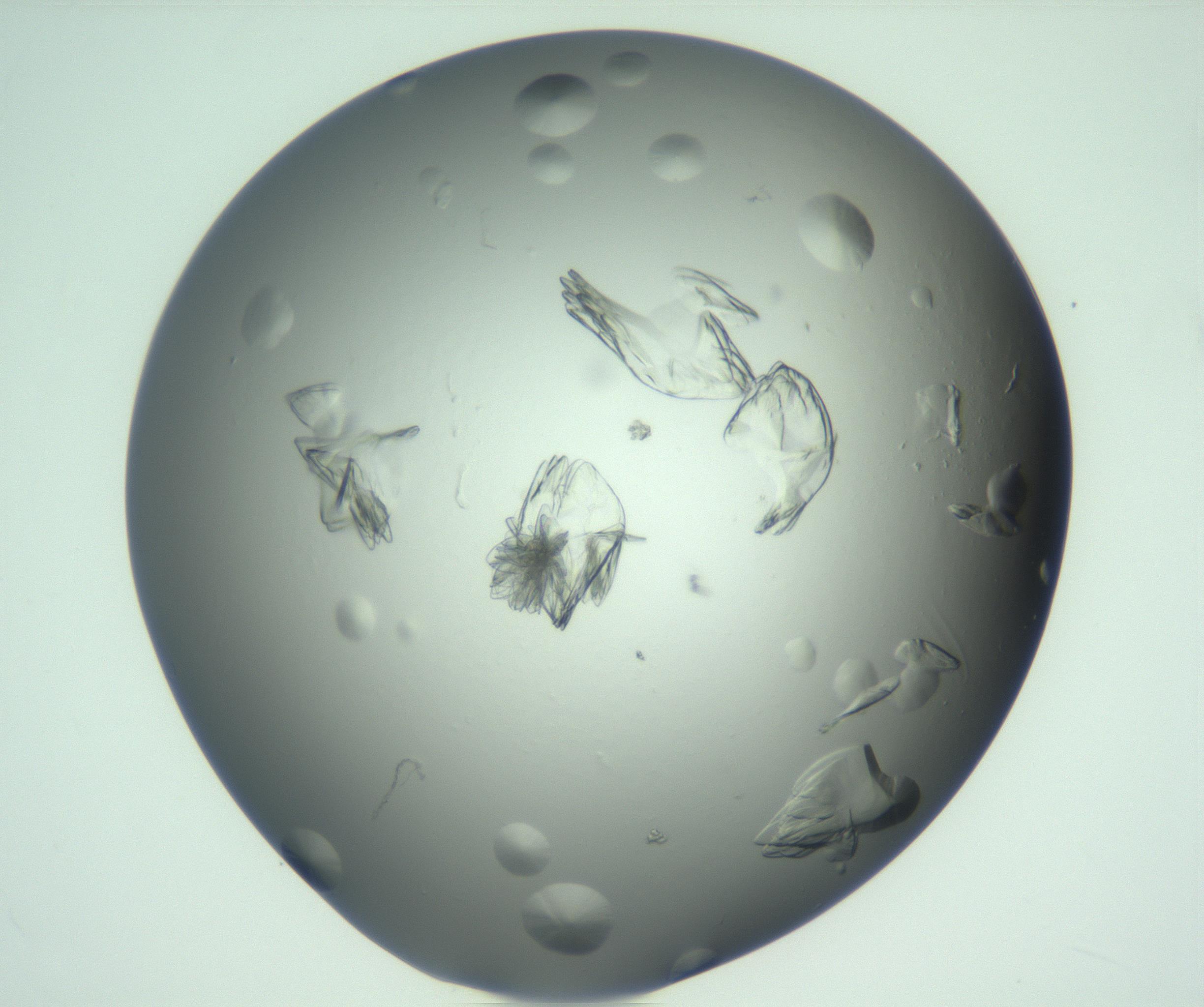 RI01_03_000_0212_Proj1_Clon1_MC_0000MC103074_002_161127_12_07_01_00_99_002_001_RAI.jpg