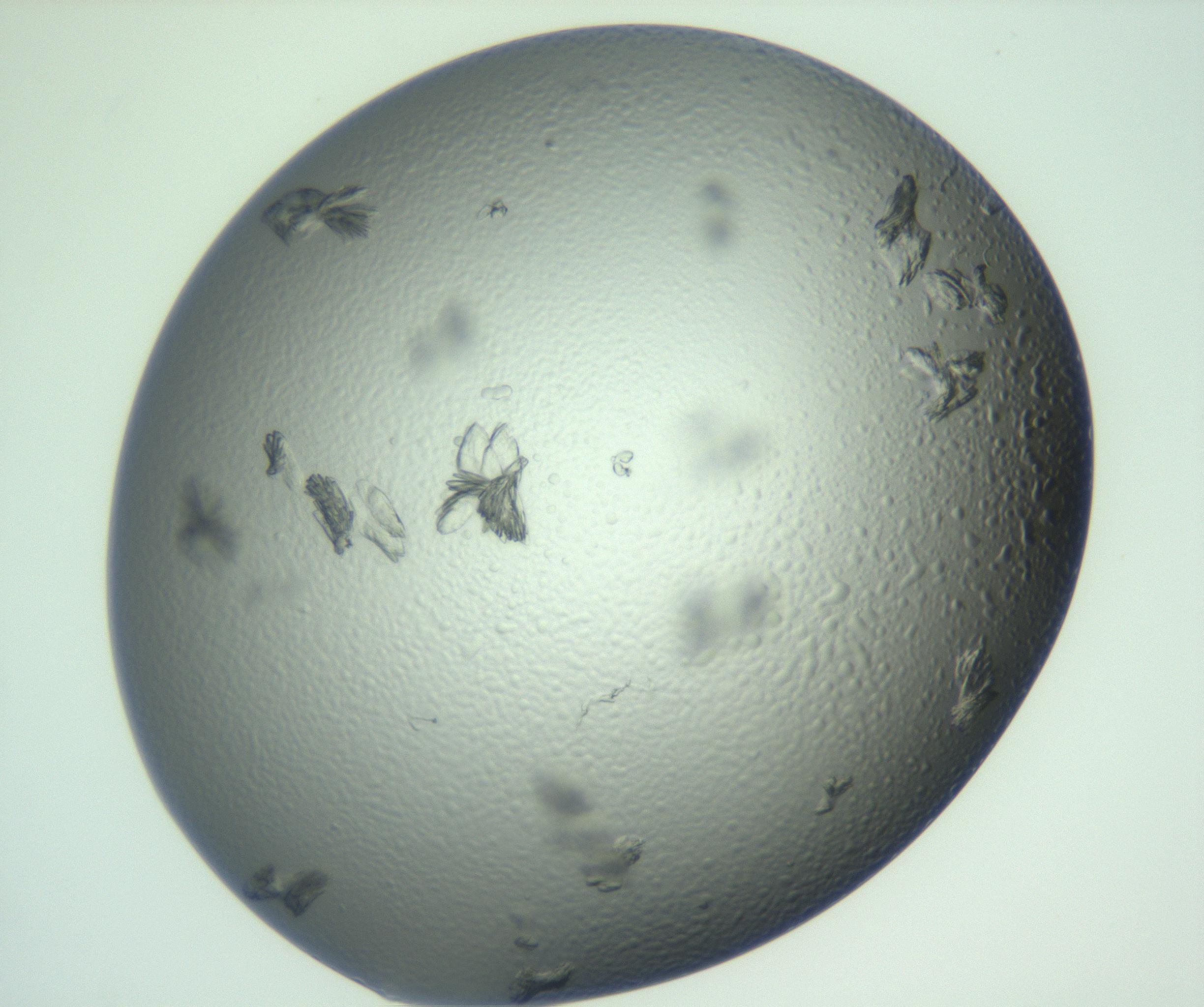 RI01_03_000_0212_Proj1_Clon1_MC_0000MC103074_002_161127_12_08_01_00_99_002_001_RAI.jpg
