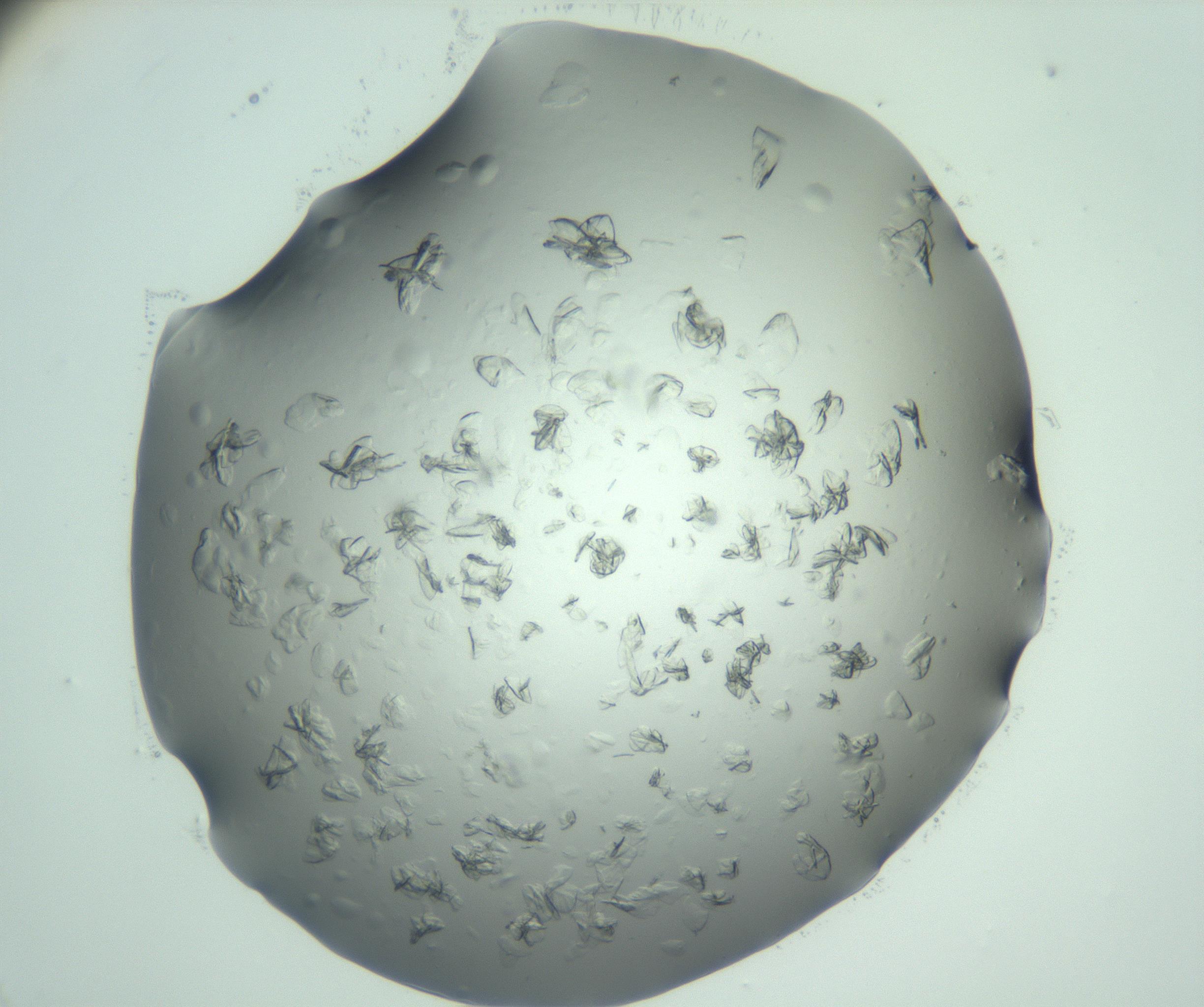RI01_03_000_0212_Proj1_Clon1_MC_0000MC103074_002_161127_12_08_02_00_99_002_001_RAI.jpg