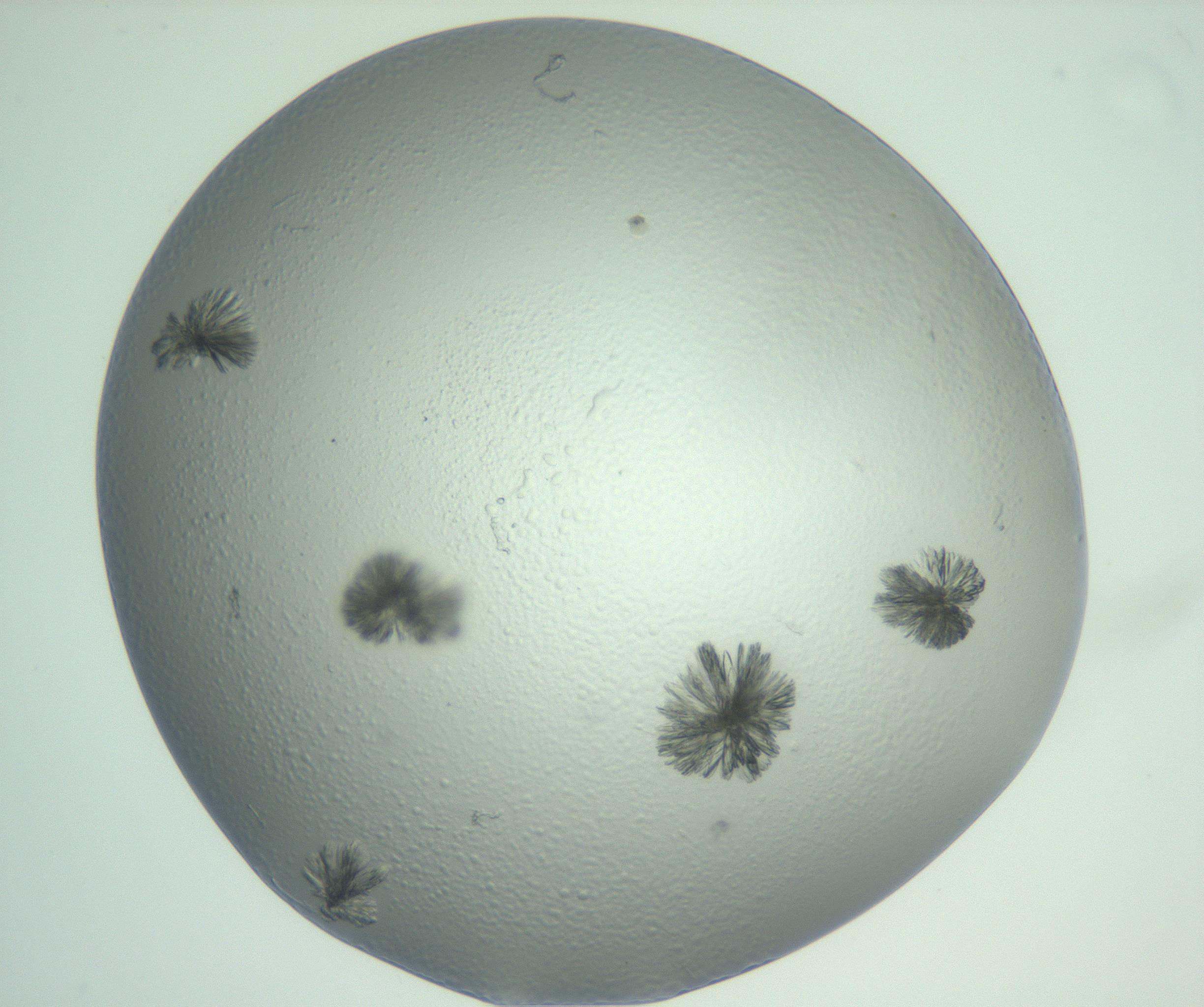RI01_03_000_0212_Proj1_Clon1_MC_0000MC103074_003_161129_01_04_01_00_99_002_001_RAI.jpg