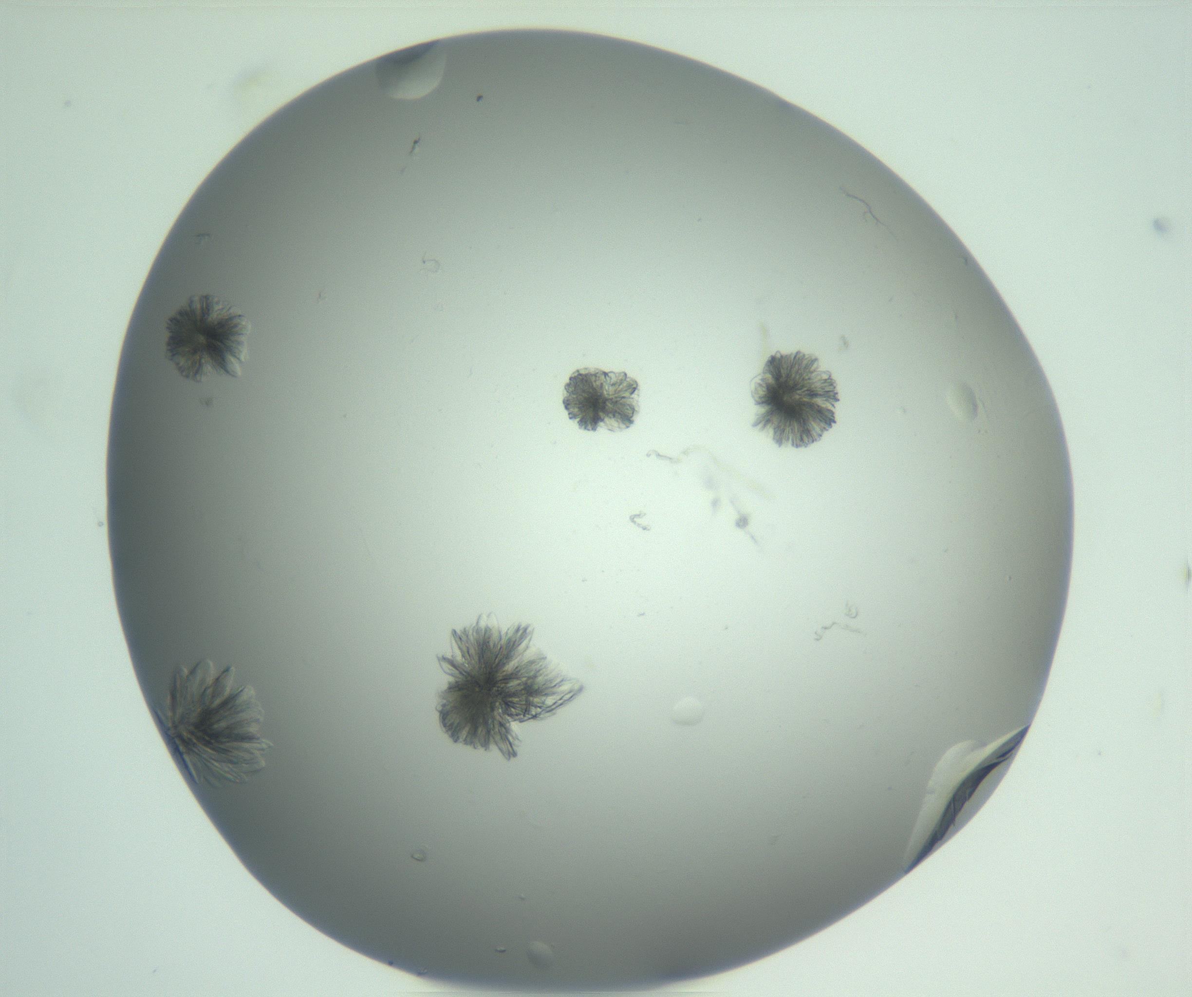 RI01_03_000_0212_Proj1_Clon1_MC_0000MC103074_003_161129_01_05_01_00_99_002_001_RAI.jpg
