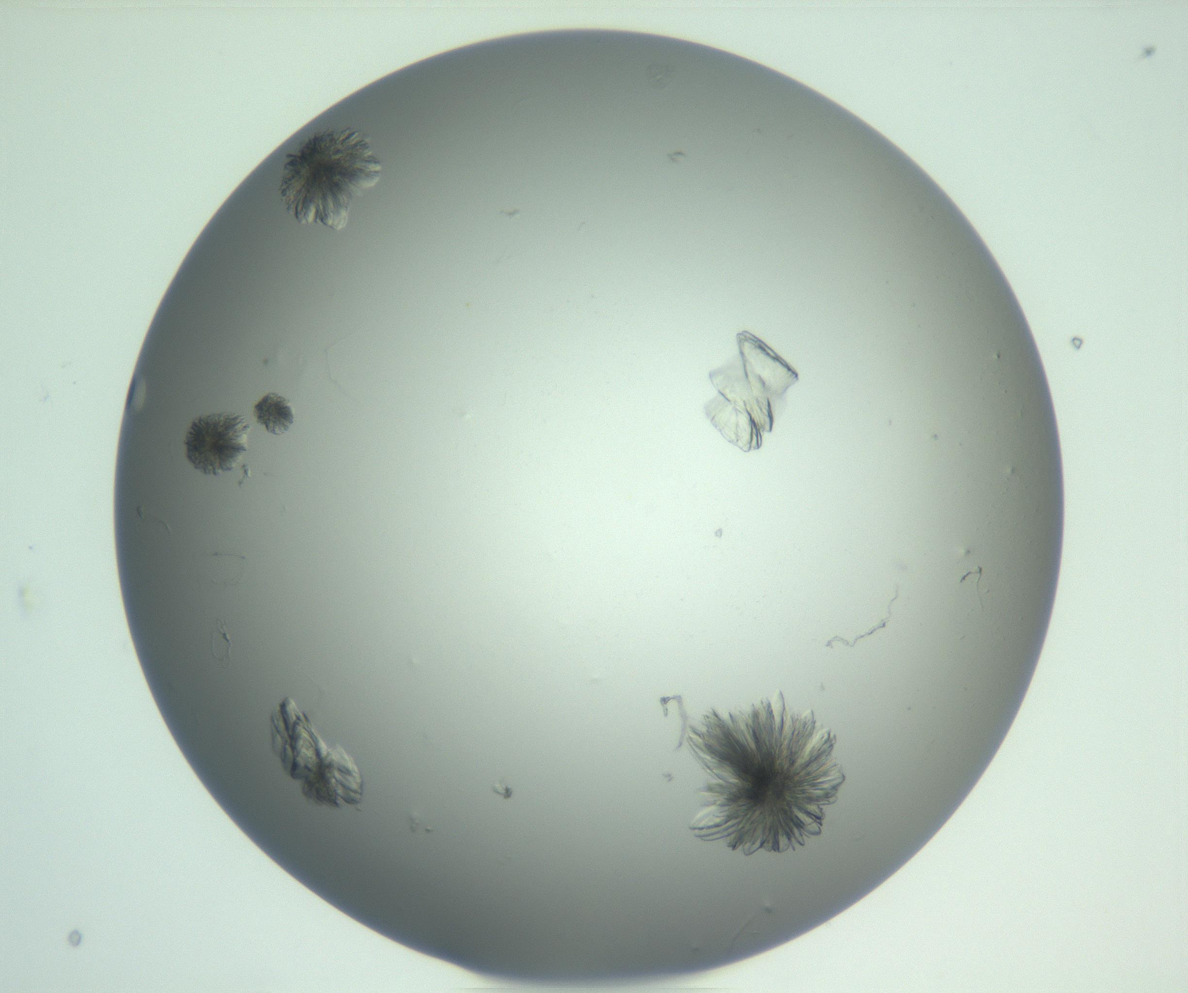 RI01_03_000_0212_Proj1_Clon1_MC_0000MC103074_003_161129_02_03_01_00_99_002_001_RAI.jpg