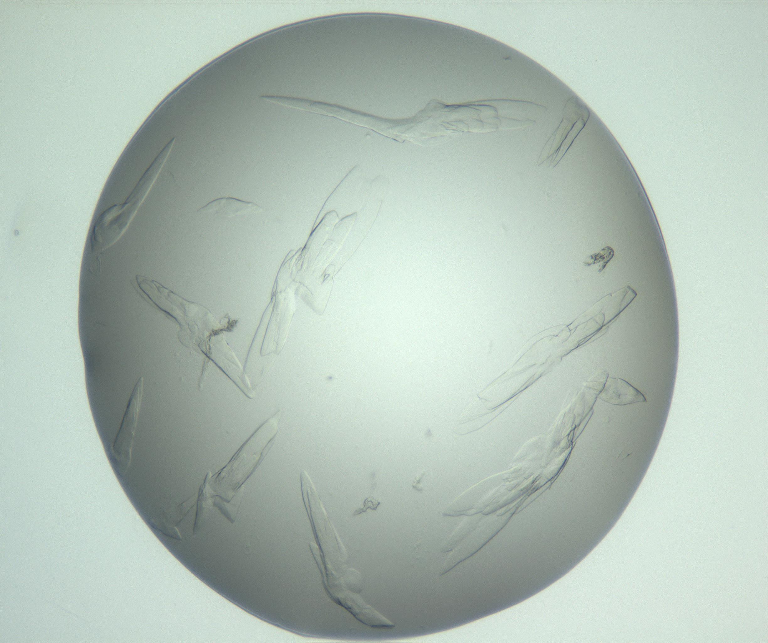 RI01_03_000_0212_Proj1_Clon1_MC_0000MC103074_003_161129_02_04_01_00_99_002_001_RAI.jpg