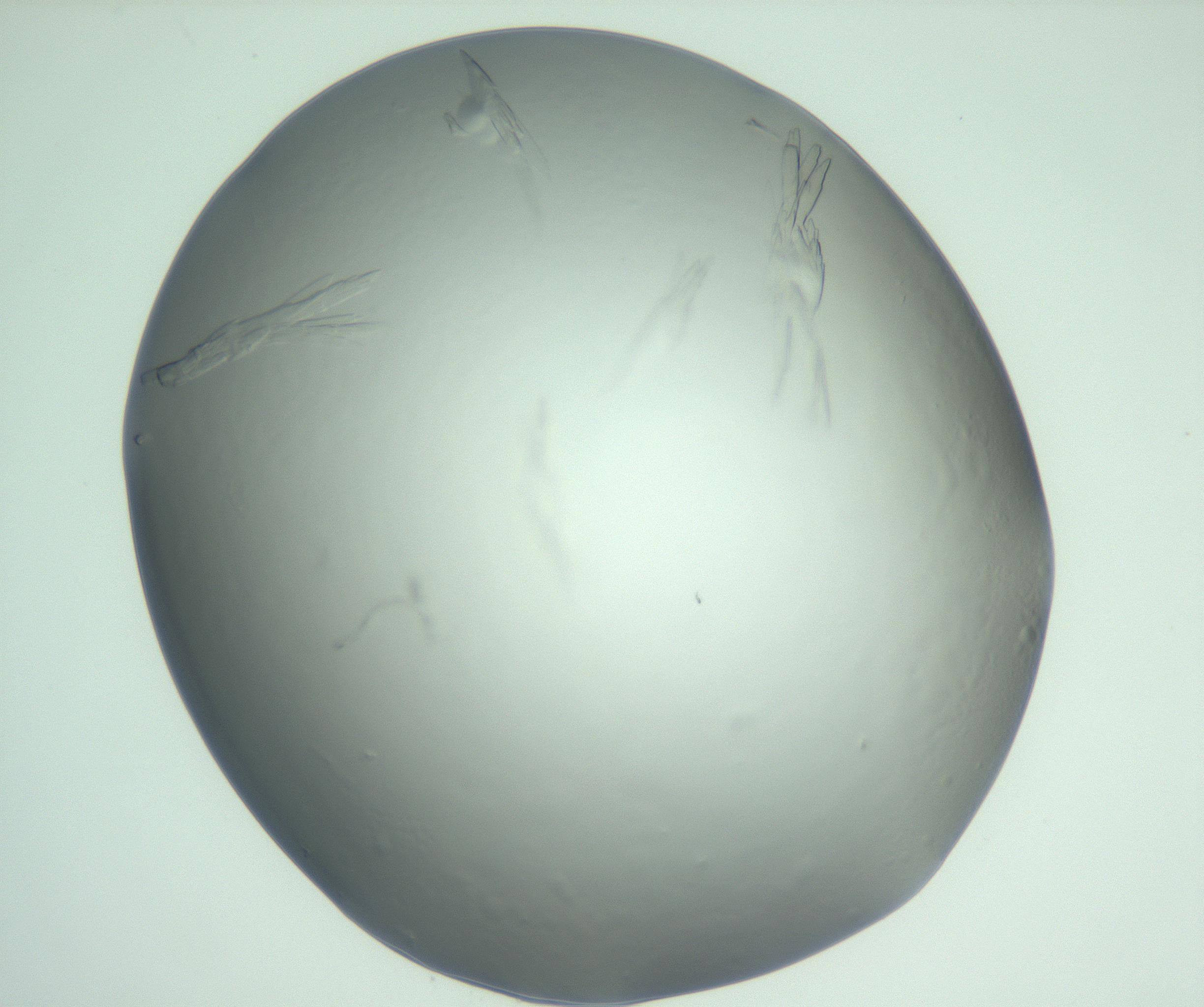 RI01_03_000_0212_Proj1_Clon1_MC_0000MC103074_003_161129_02_05_01_00_99_002_001_RAI.jpg