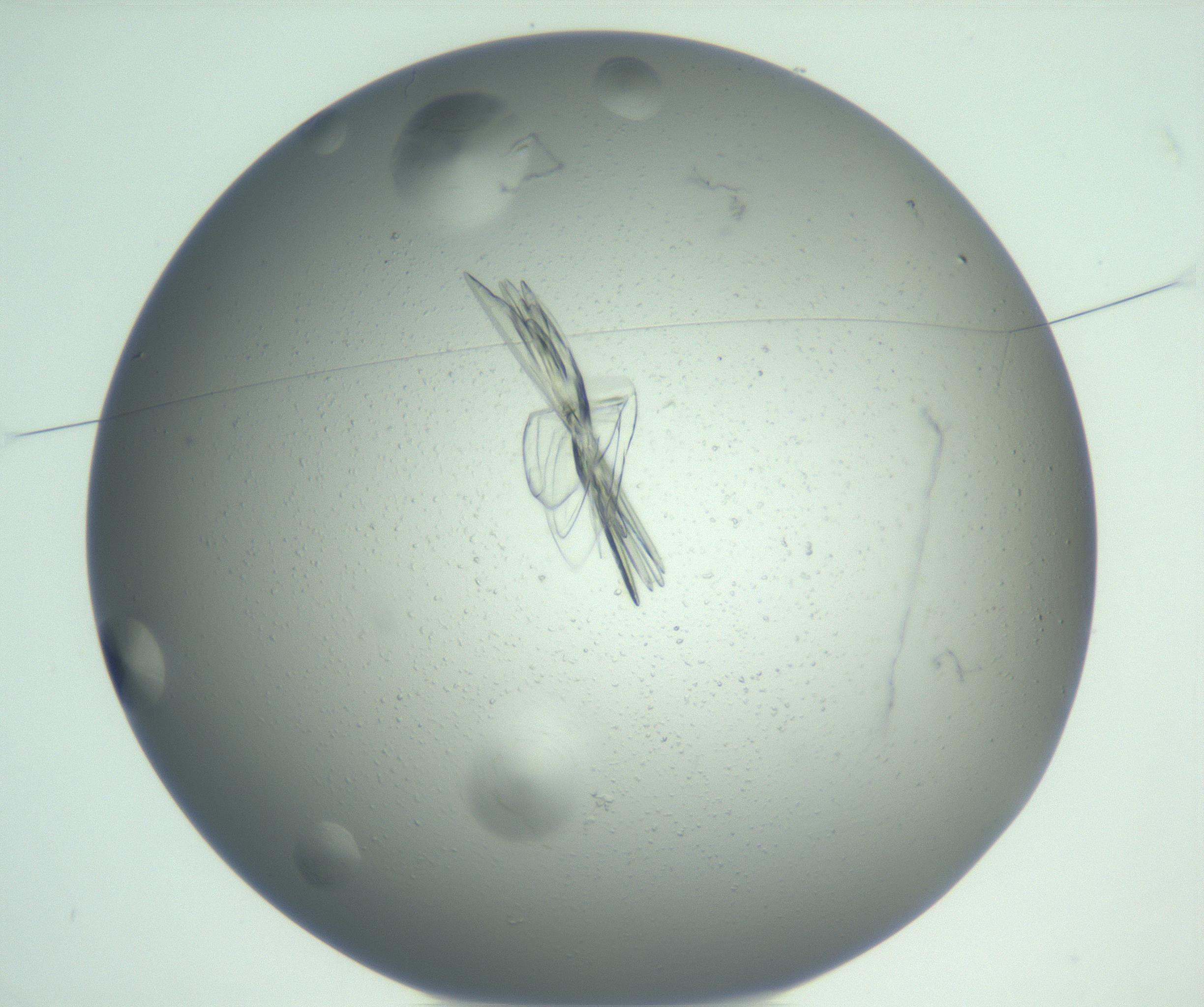 RI01_03_000_0212_Proj1_Clon1_MC_0000MC103074_003_161129_03_01_01_00_99_002_001_RAI.jpg
