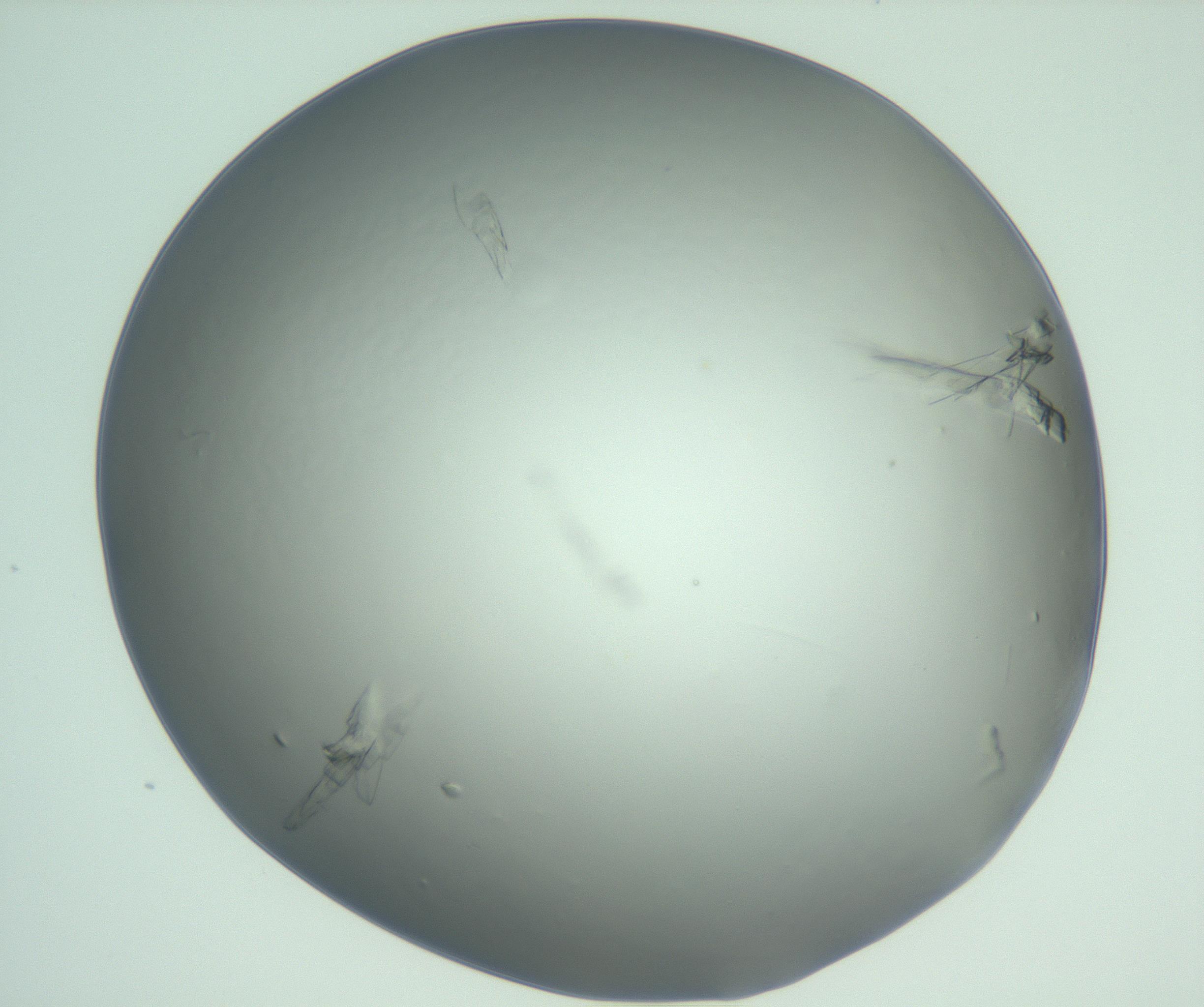 RI01_03_000_0212_Proj1_Clon1_MC_0000MC103074_003_161129_03_02_01_00_99_002_001_RAI.jpg
