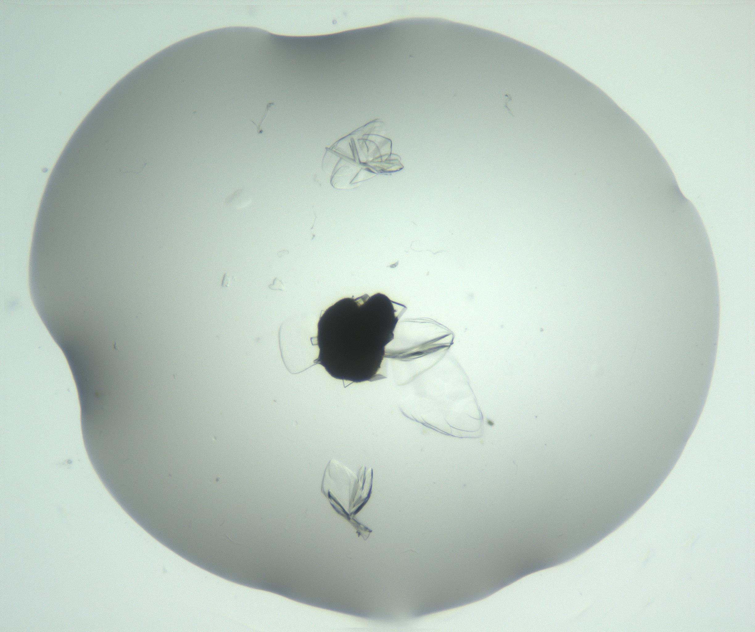 RI01_03_000_0212_Proj1_Clon1_MC_0000MC103074_003_161129_03_04_02_00_99_002_001_RAI.jpg