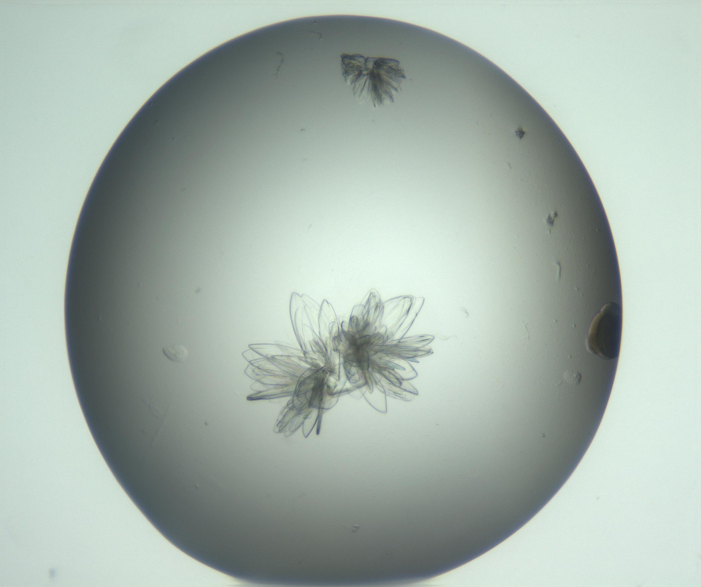 RI01_03_000_0212_Proj1_Clon1_MC_0000MC103074_003_161129_03_06_01_00_99_002_001_RAI.jpg