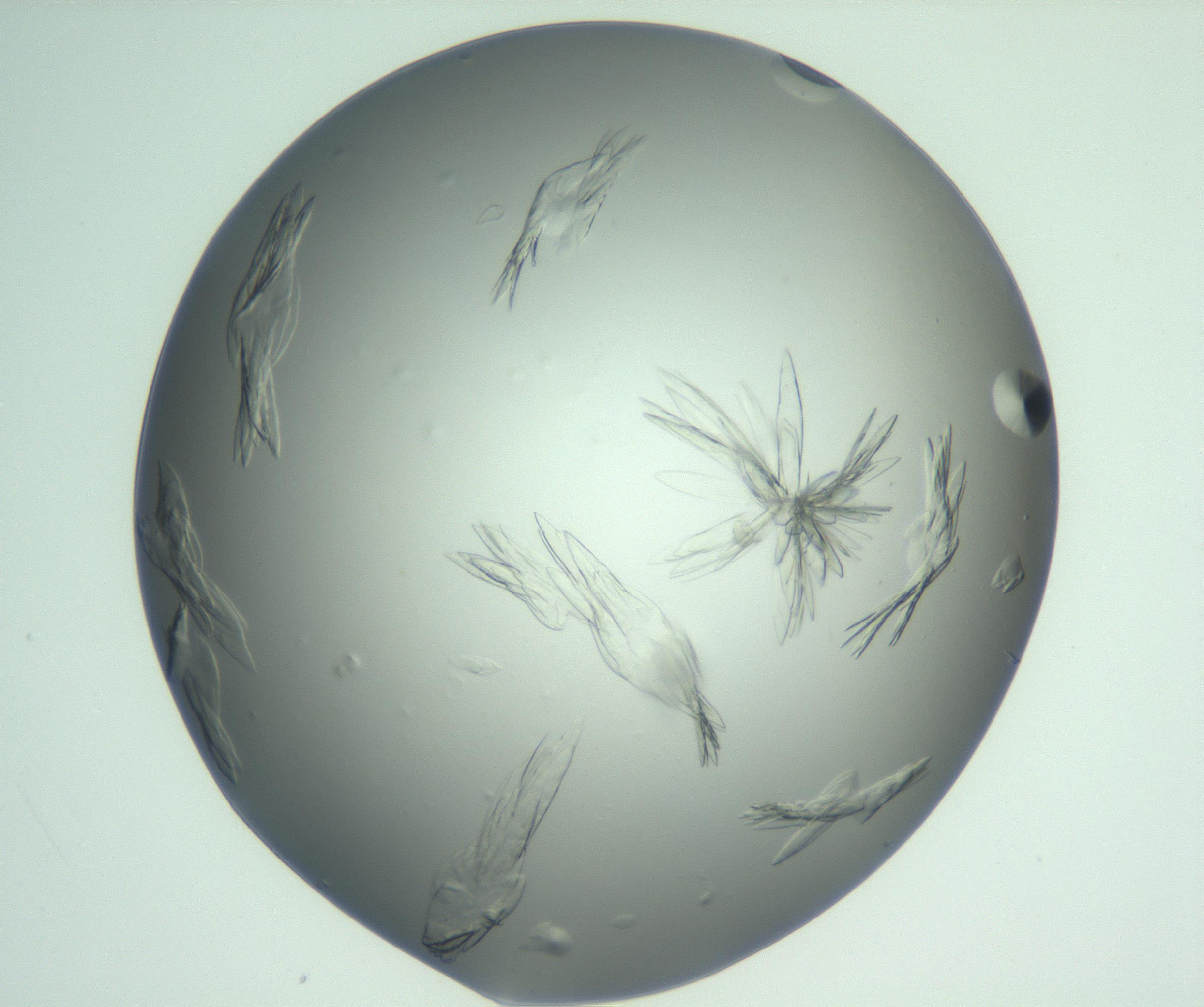 RI01_03_000_0212_Proj1_Clon1_MC_0000MC103074_003_161129_04_03_01_00_99_002_001_RAI.jpg