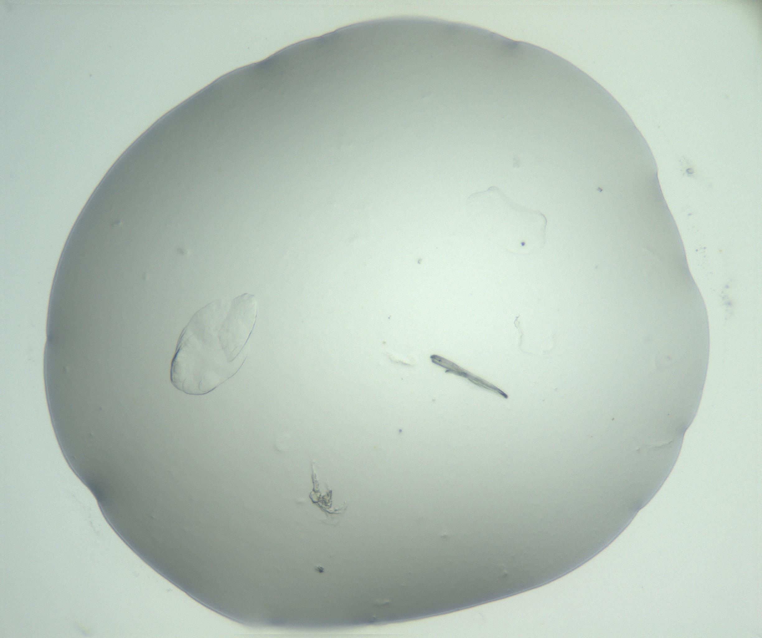 RI01_03_000_0212_Proj1_Clon1_MC_0000MC103074_003_161129_04_08_02_00_99_002_001_RAI.jpg