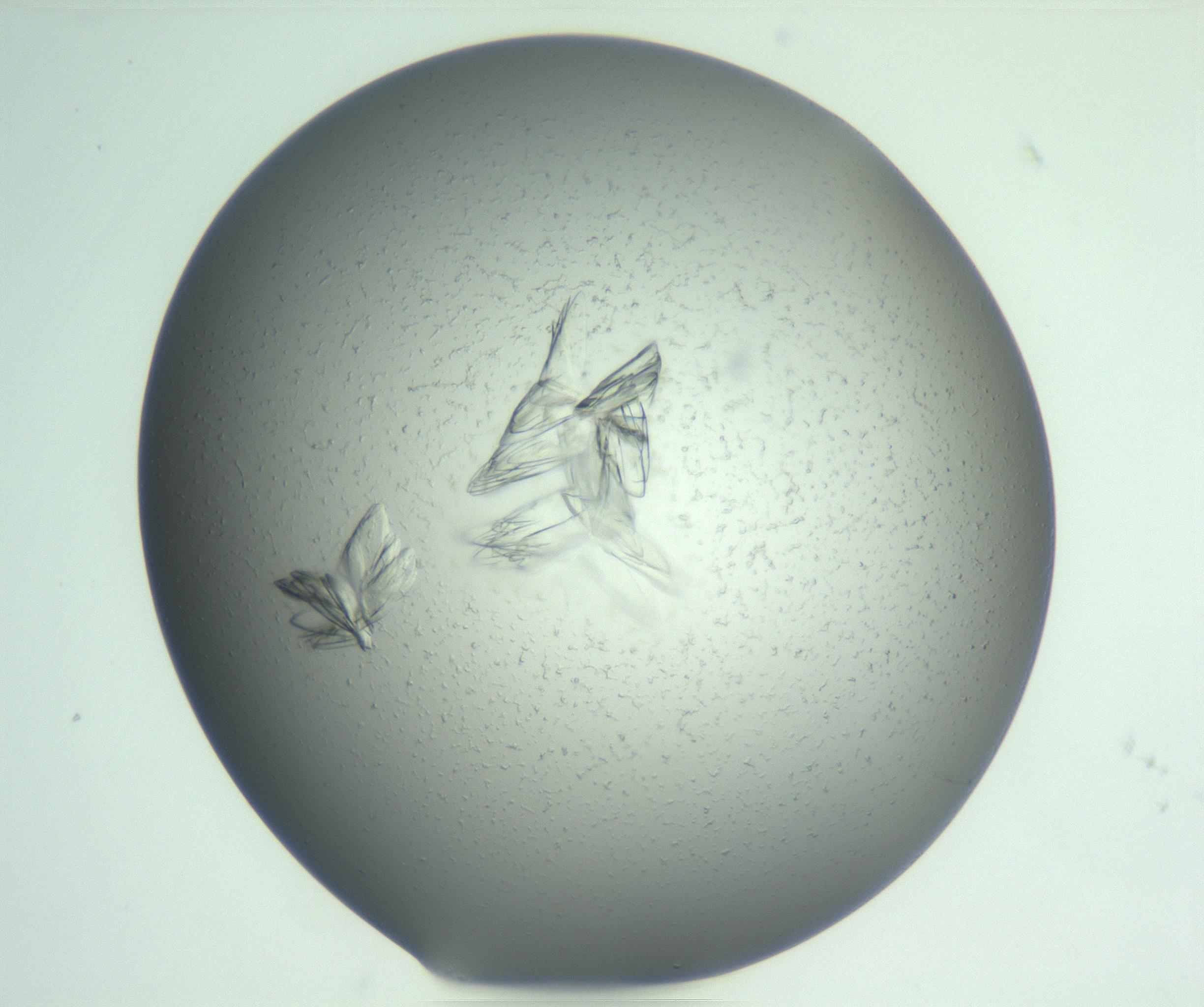 RI01_03_000_0212_Proj1_Clon1_MC_0000MC103074_003_161129_05_03_01_00_99_002_001_RAI.jpg
