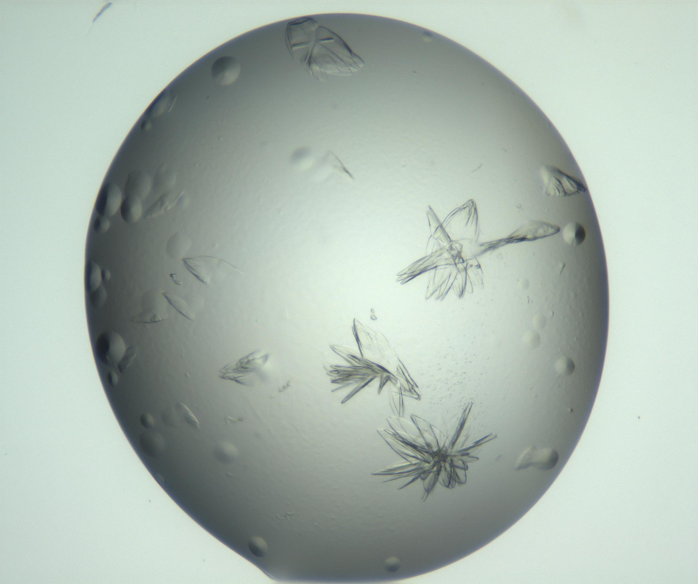 RI01_03_000_0212_Proj1_Clon1_MC_0000MC103074_003_161129_06_03_01_00_99_002_001_RAI.jpg