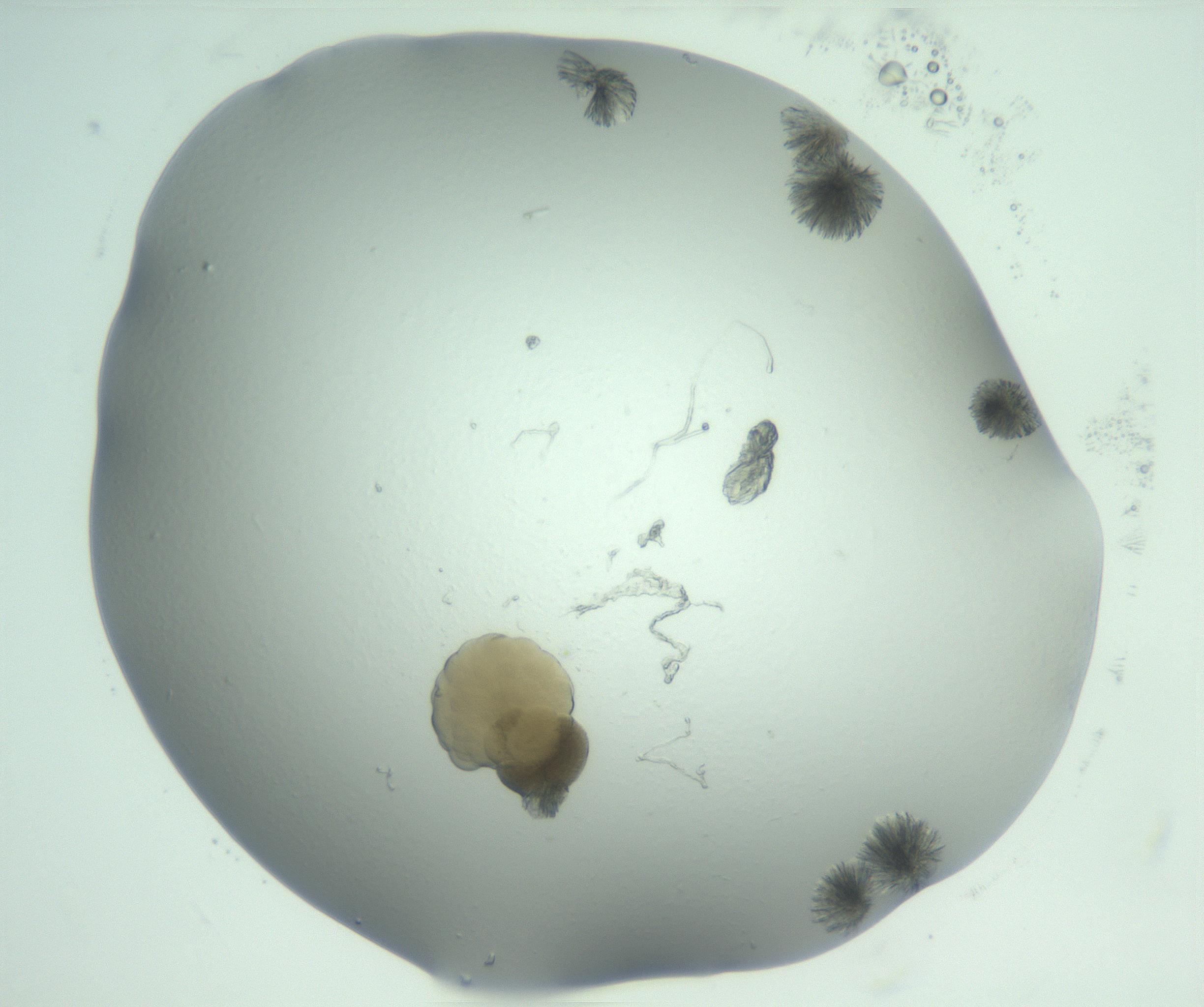 RI01_03_000_0212_Proj1_Clon1_MC_0000MC103074_003_161129_06_07_02_00_99_002_001_RAI.jpg