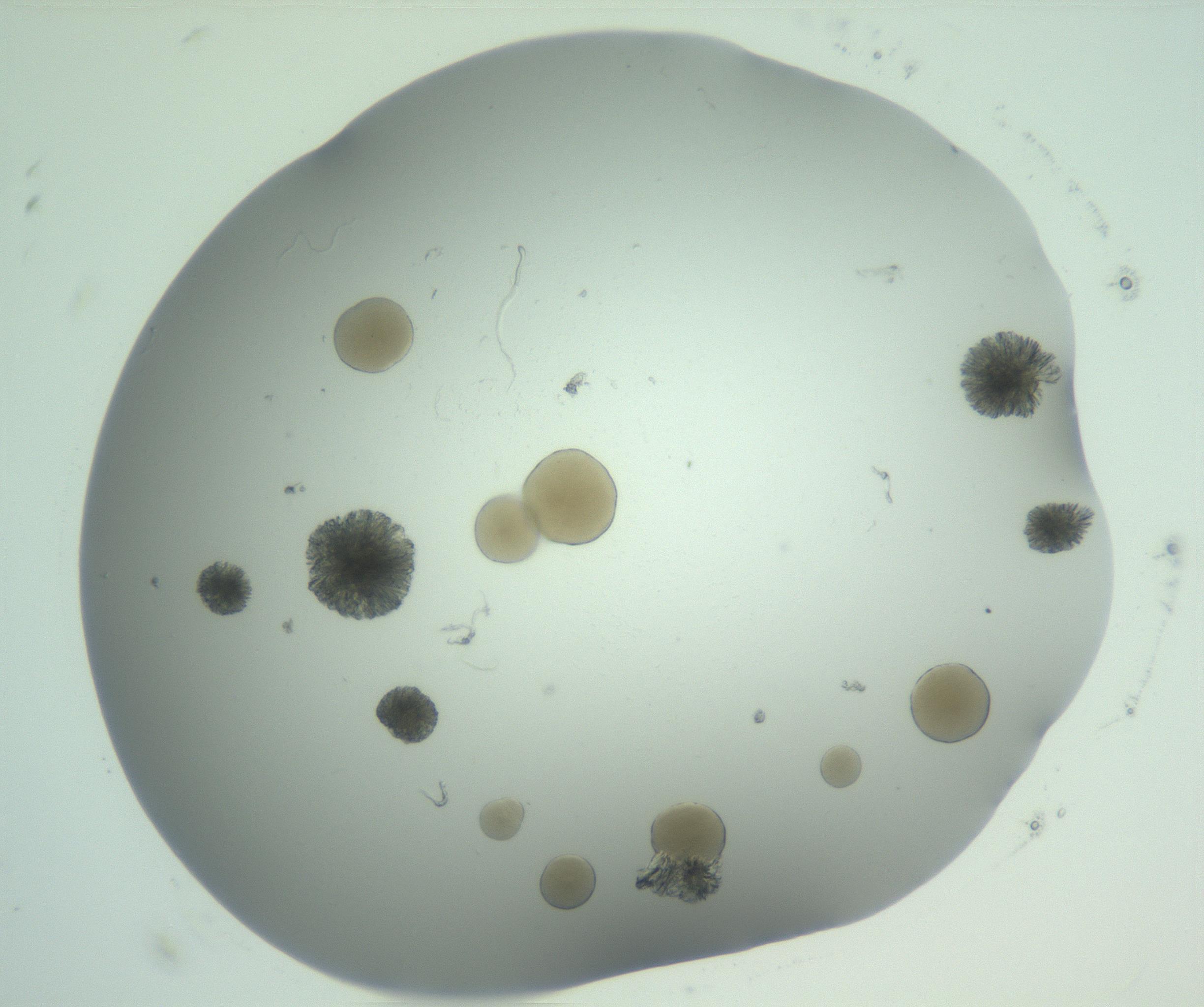 RI01_03_000_0212_Proj1_Clon1_MC_0000MC103074_003_161129_07_08_02_00_99_002_001_RAI.jpg