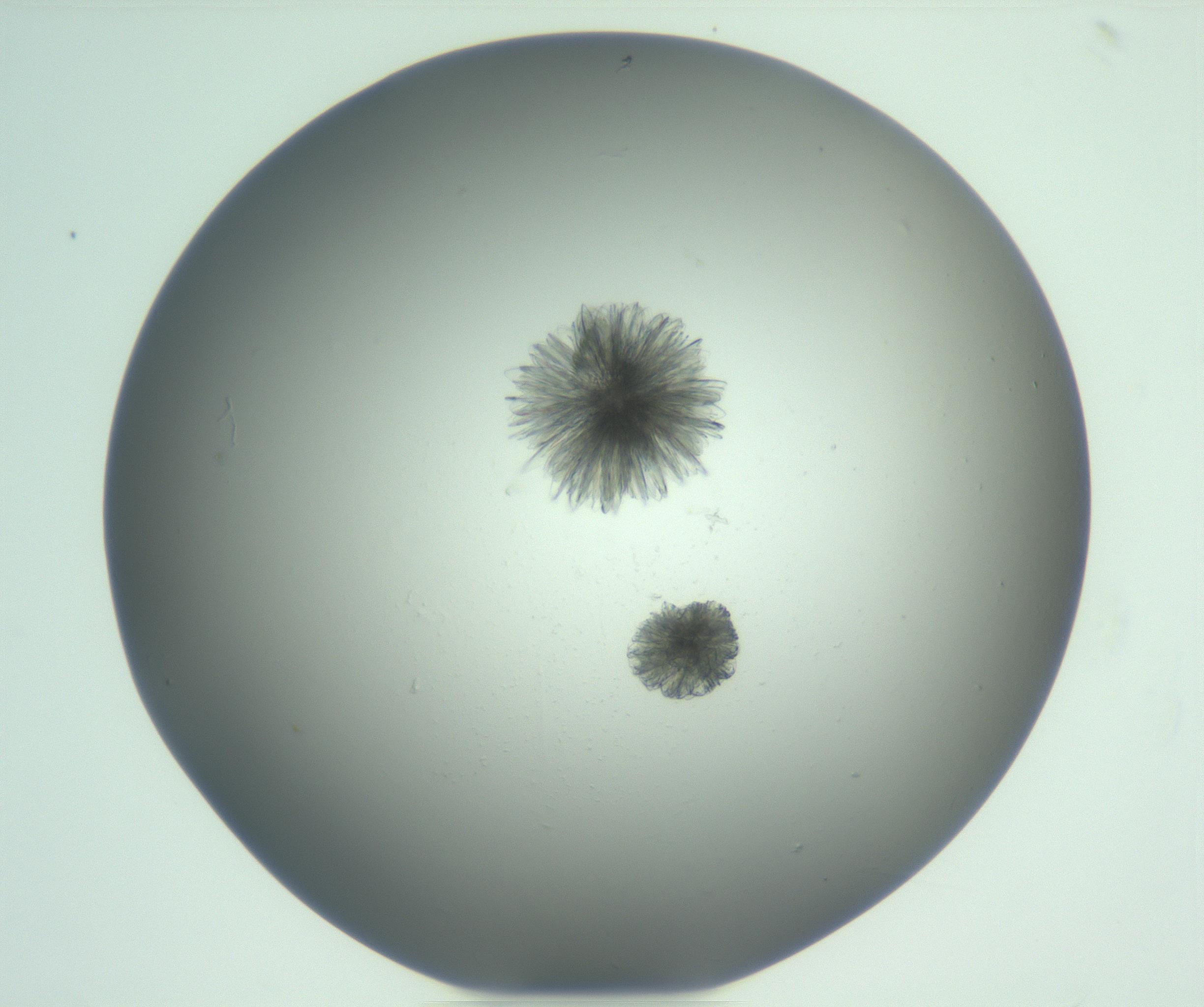 RI01_03_000_0212_Proj1_Clon1_MC_0000MC103074_003_161129_08_02_01_00_99_002_001_RAI.jpg