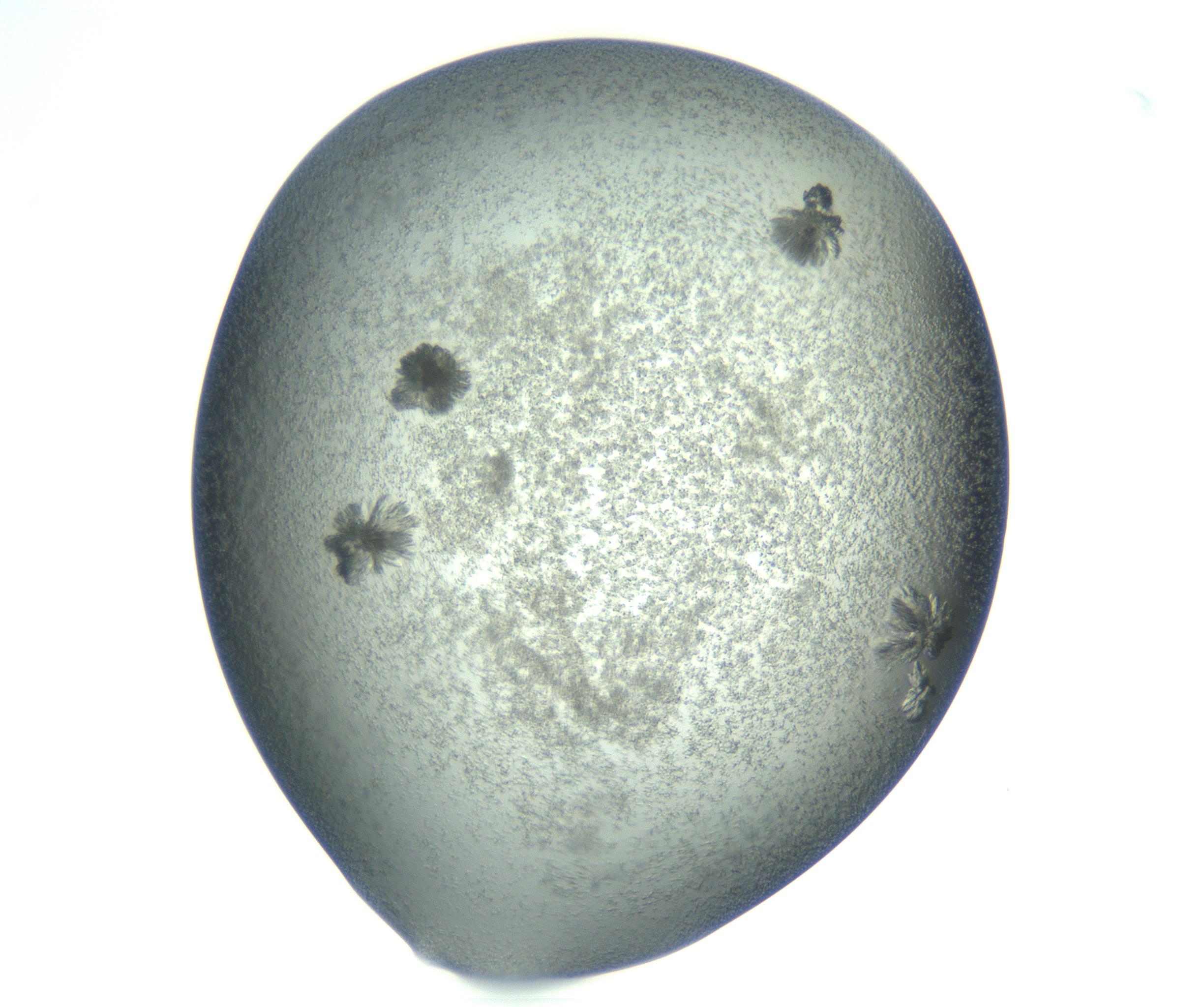 RI01_03_000_0212_Proj1_Clon1_MC_0000MC103074_003_161129_08_06_01_00_99_002_001_RAI.jpg